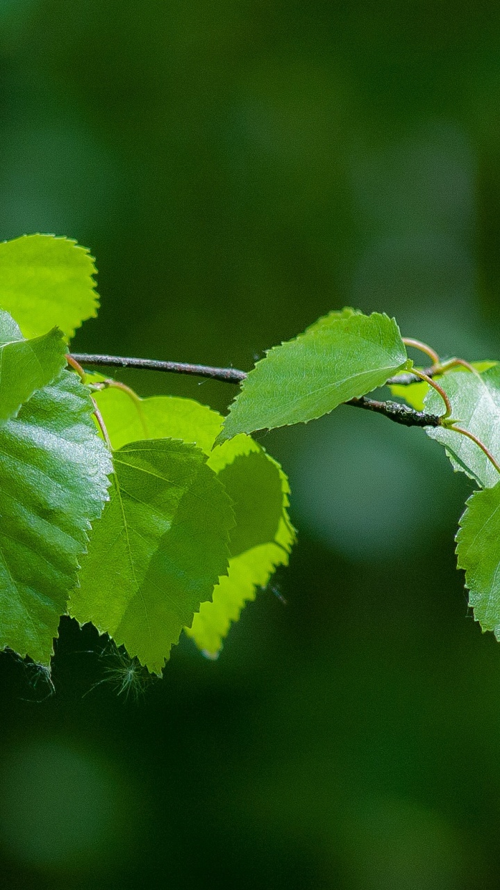 树枝, Birch, 植物干, 光, 工厂 壁纸 720x1280 允许