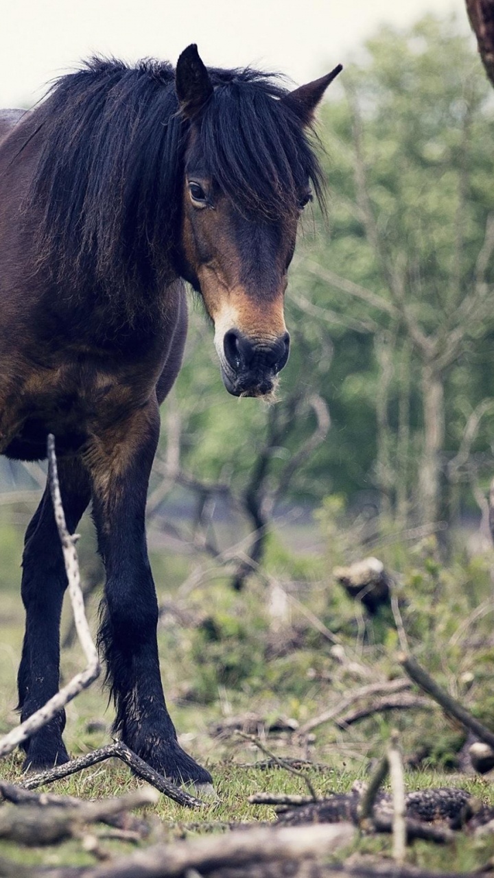 Caballo Marrón Comiendo Hierba Durante el Día. Wallpaper in 720x1280 Resolution