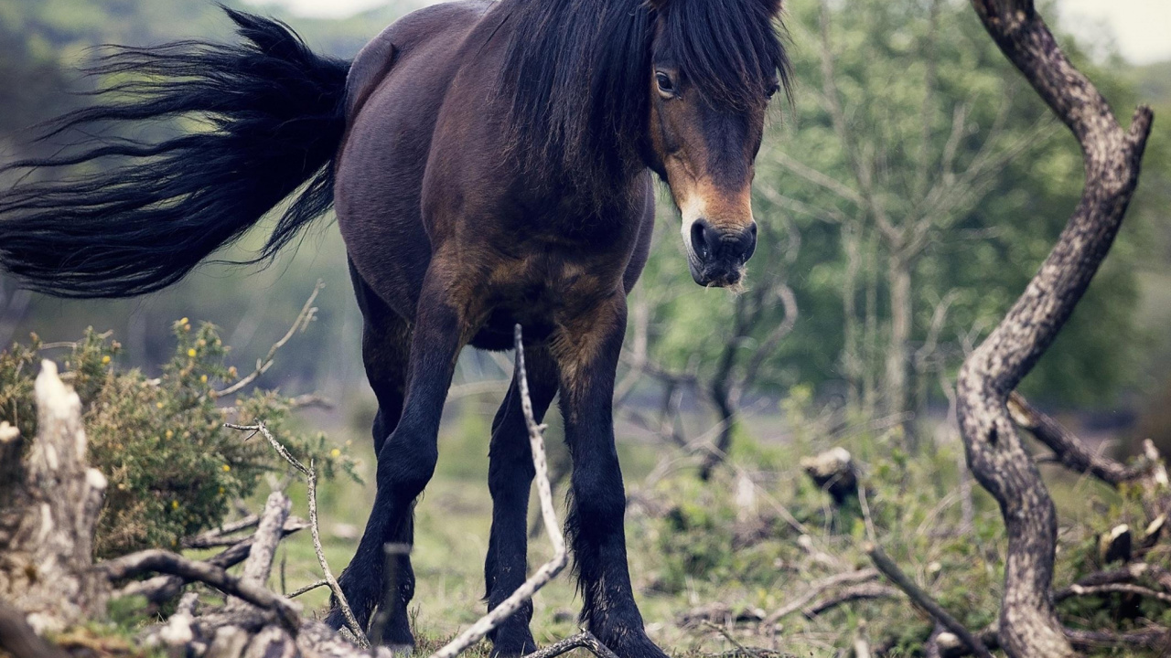 Brown Horse Eating Grass During Daytime. Wallpaper in 1280x720 Resolution