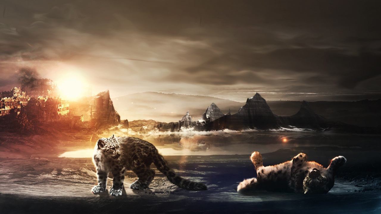 Weißer Und Schwarzer Hund am Strand Bei Sonnenuntergang. Wallpaper in 1280x720 Resolution