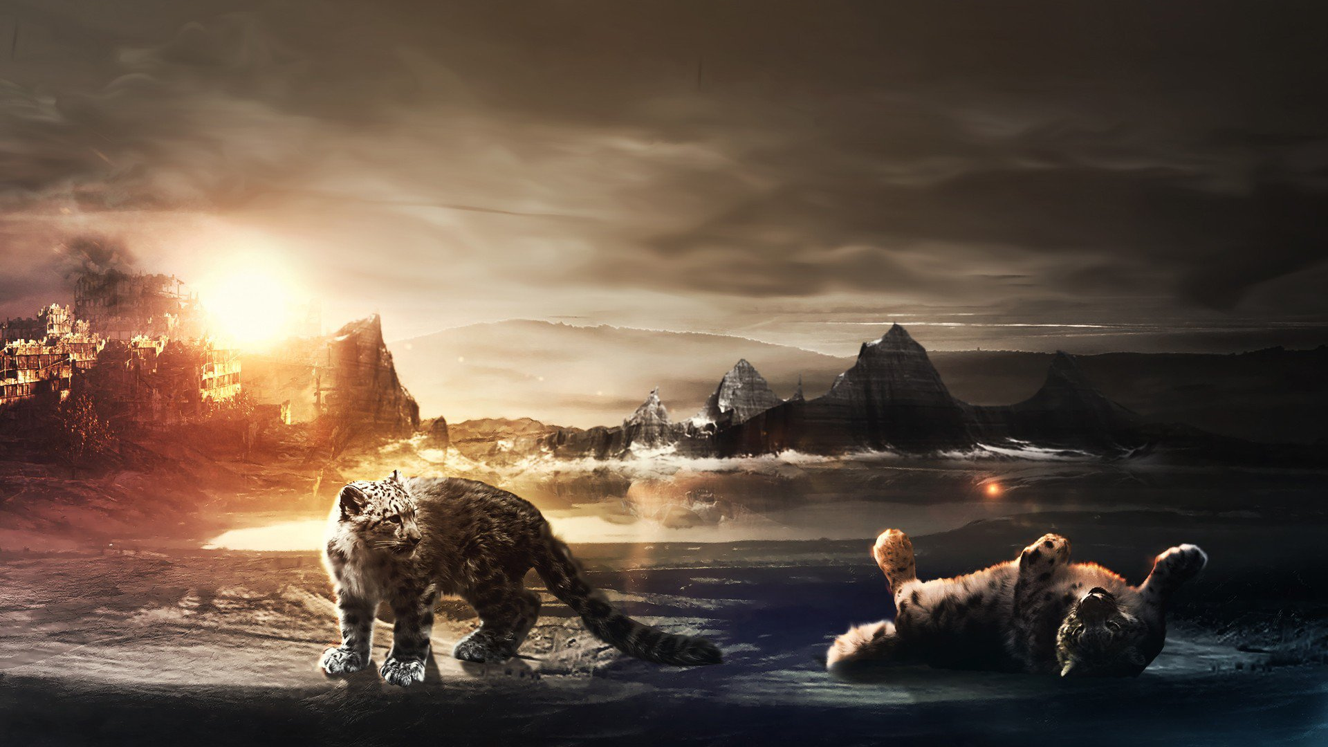 Weißer Und Schwarzer Hund am Strand Bei Sonnenuntergang. Wallpaper in 1920x1080 Resolution