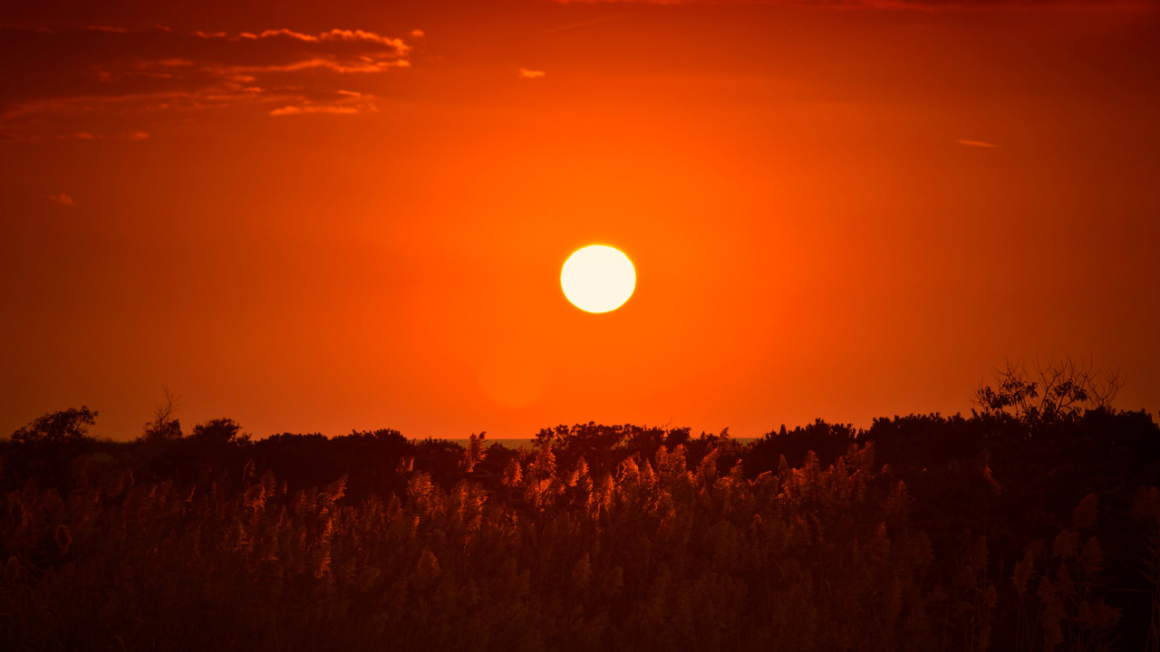 Silhouette D'arbres au Coucher du Soleil. Wallpaper in 1280x720 Resolution