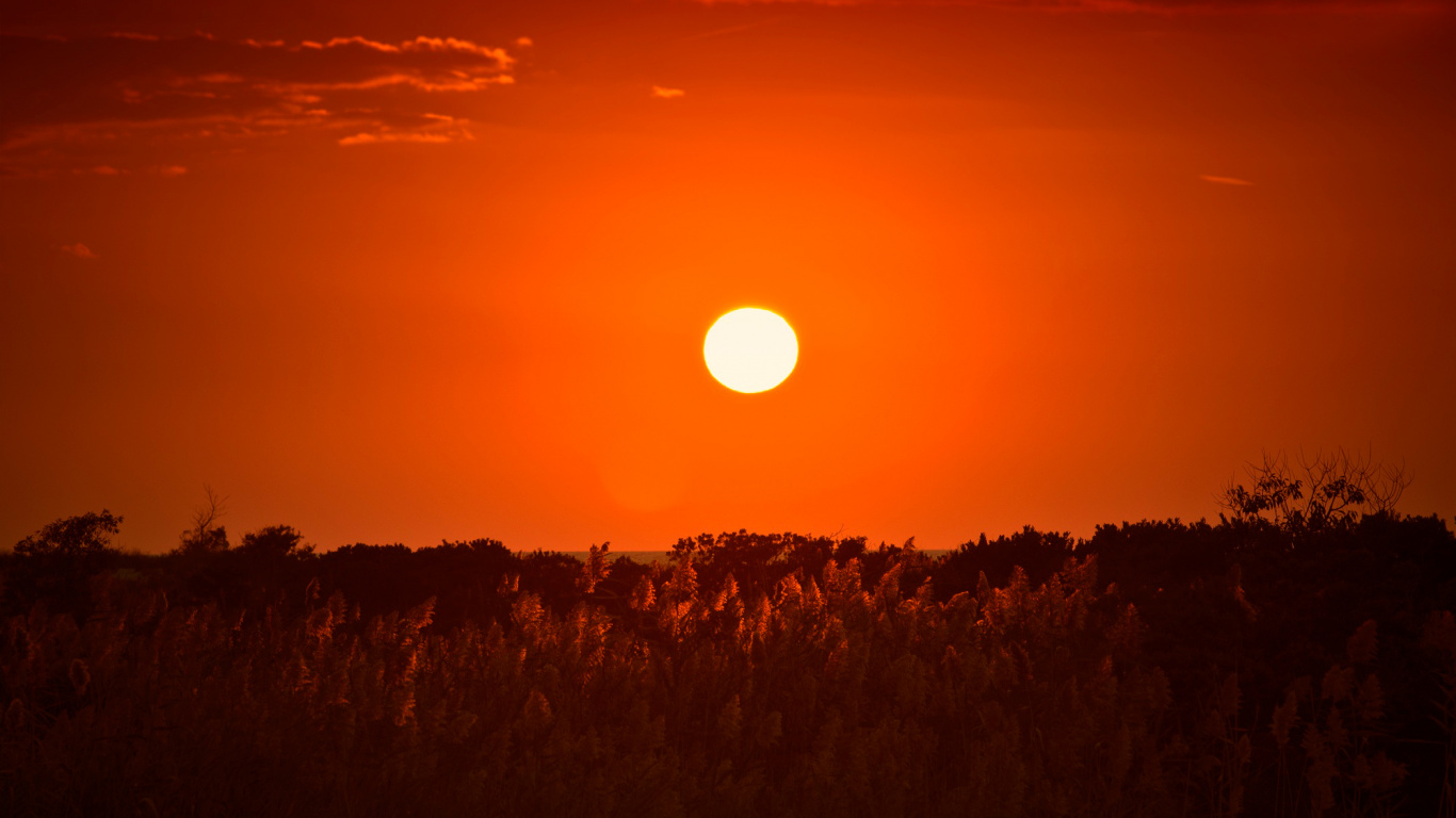 Silhouette Von Bäumen Bei Sonnenuntergang. Wallpaper in 1366x768 Resolution