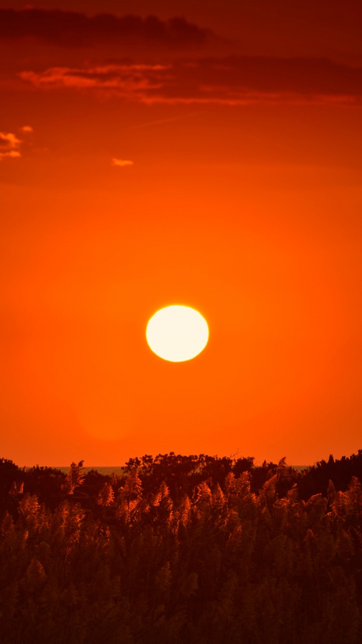 Silhouette Von Bäumen Bei Sonnenuntergang. Wallpaper in 720x1280 Resolution
