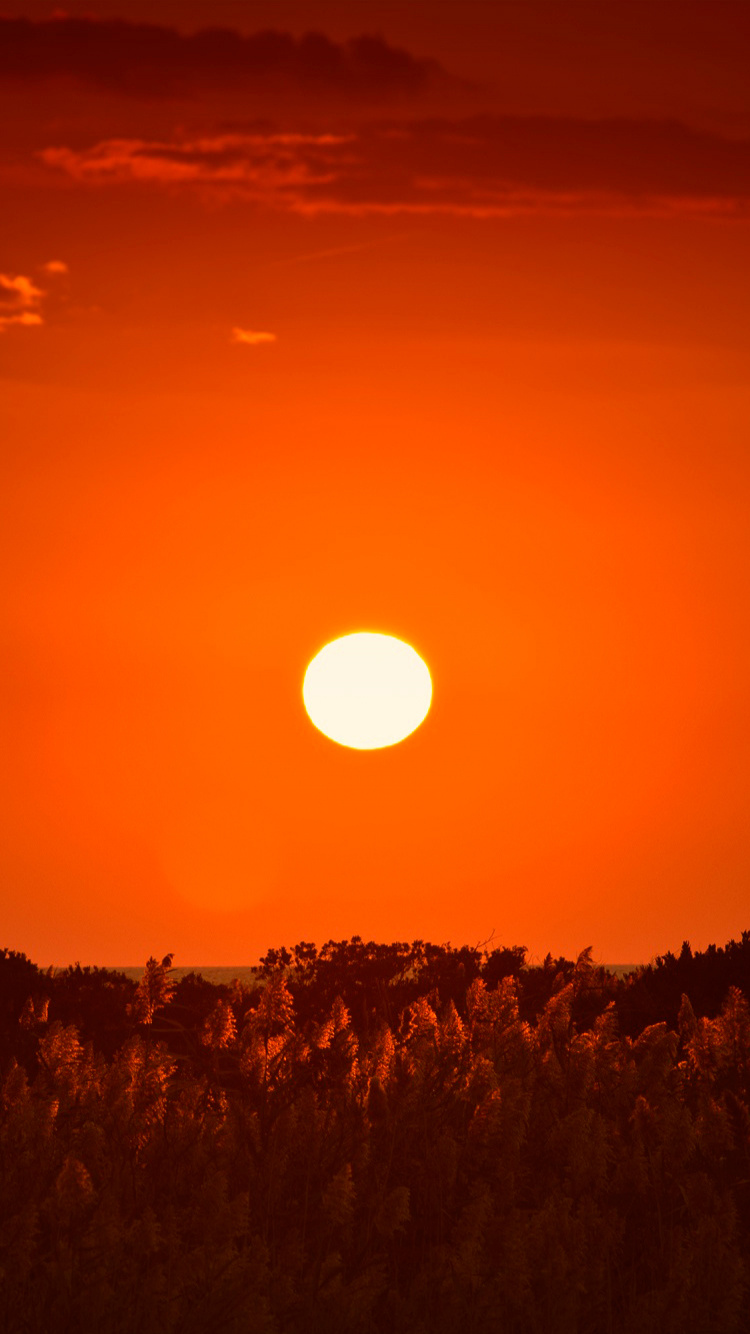 Silhouette Von Bäumen Bei Sonnenuntergang. Wallpaper in 750x1334 Resolution