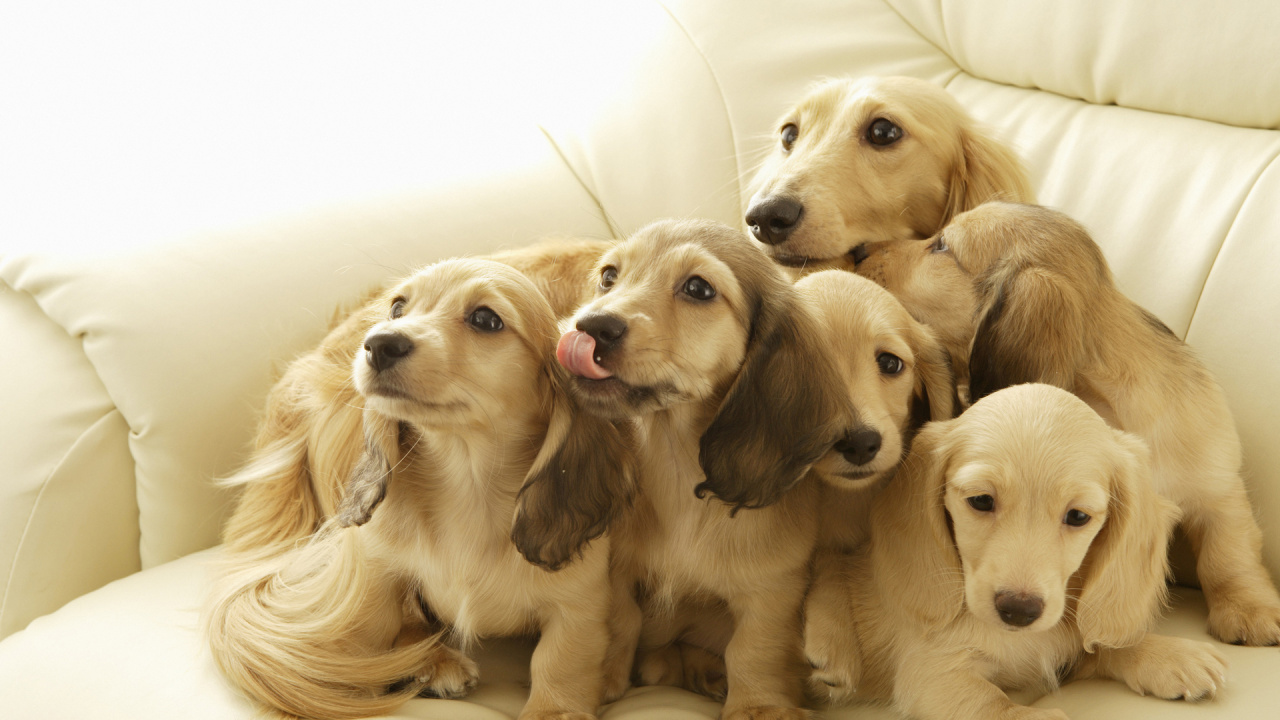 Cachorro Golden Retriever y Cachorro Labrador Retriever Amarillo. Wallpaper in 1280x720 Resolution