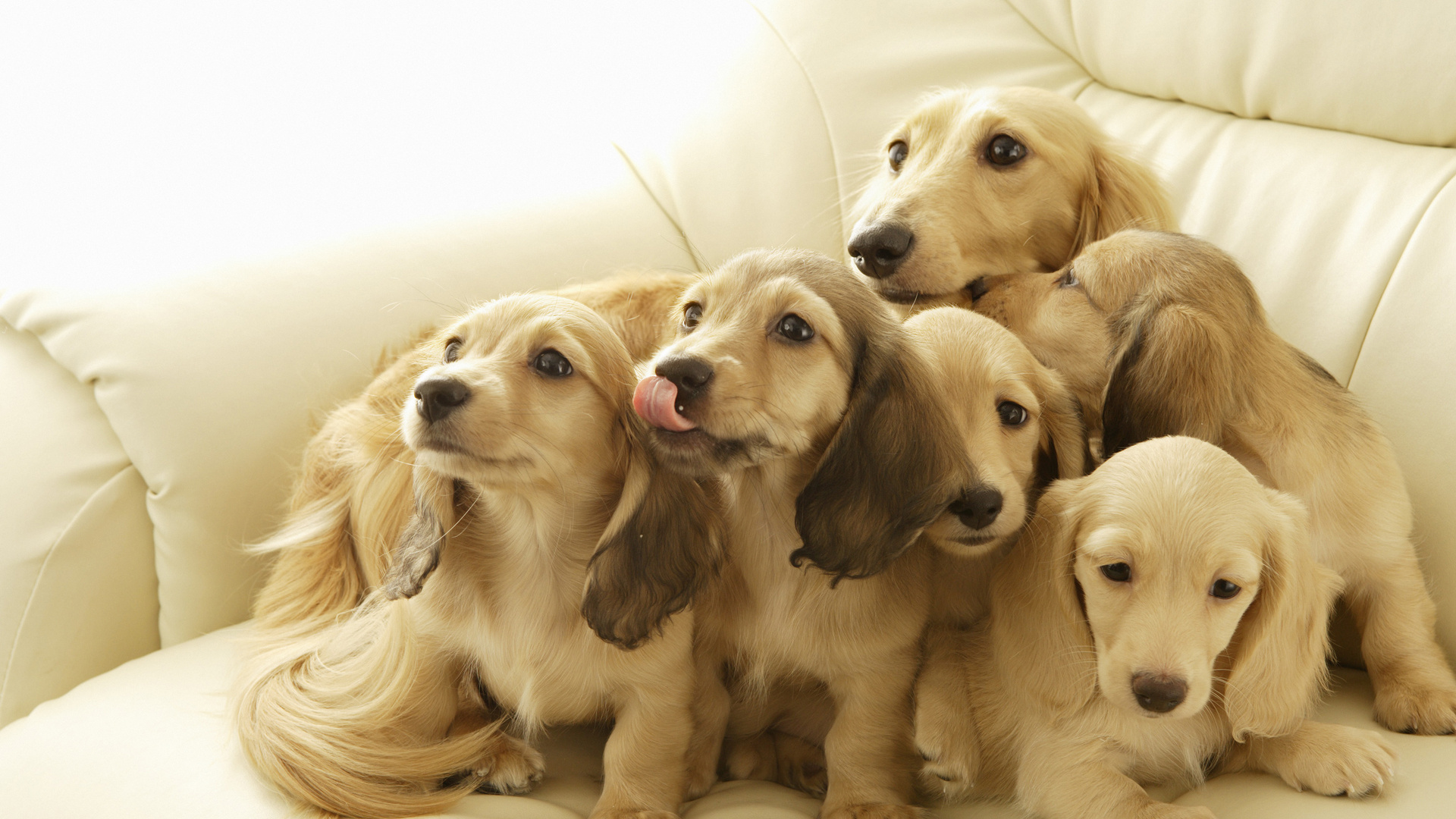 Cachorro Golden Retriever y Cachorro Labrador Retriever Amarillo. Wallpaper in 1920x1080 Resolution