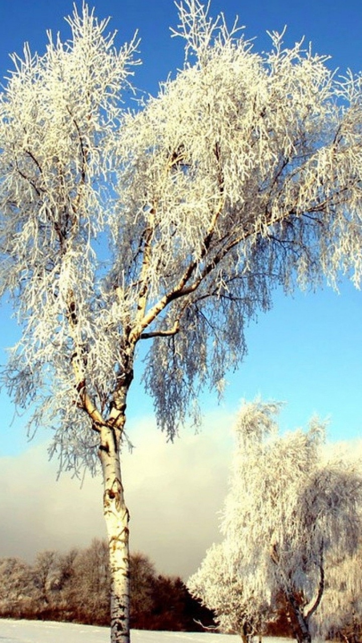 Weißer Baum in Der Nähe Eines Gewässers Tagsüber. Wallpaper in 720x1280 Resolution