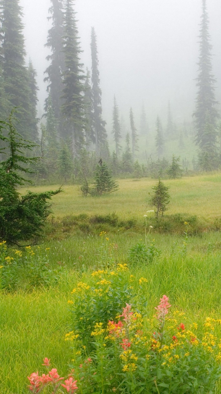 Green Grass Field With Trees During Daytime. Wallpaper in 720x1280 Resolution