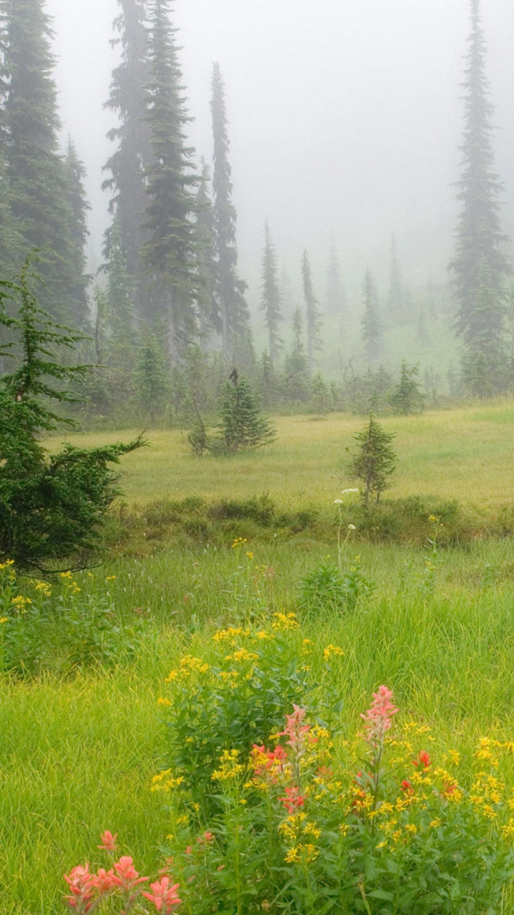 Green Grass Field With Trees During Daytime. Wallpaper in 750x1334 Resolution