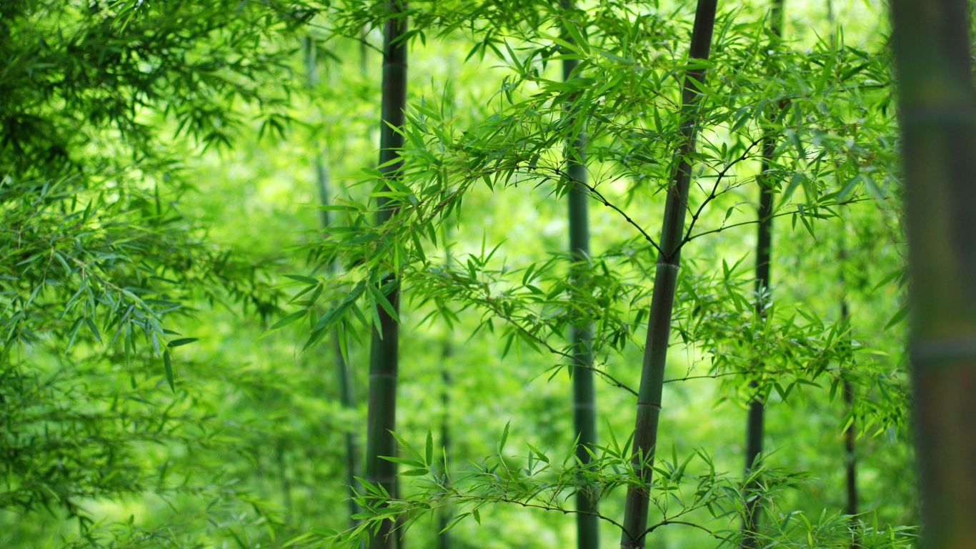 Green Bamboo Tree During Daytime. Wallpaper in 1366x768 Resolution