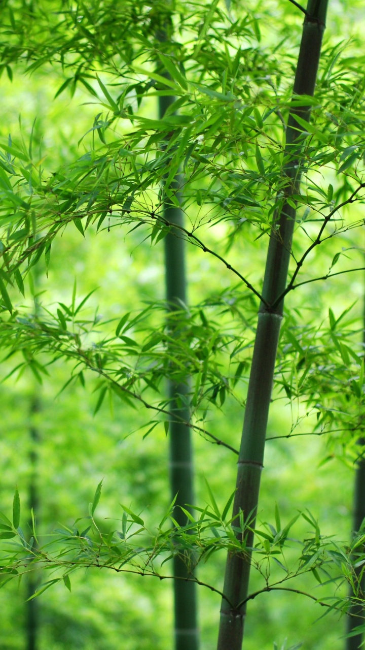 森林, 植被, 生物群落, 草, 林地 壁纸 720x1280 允许