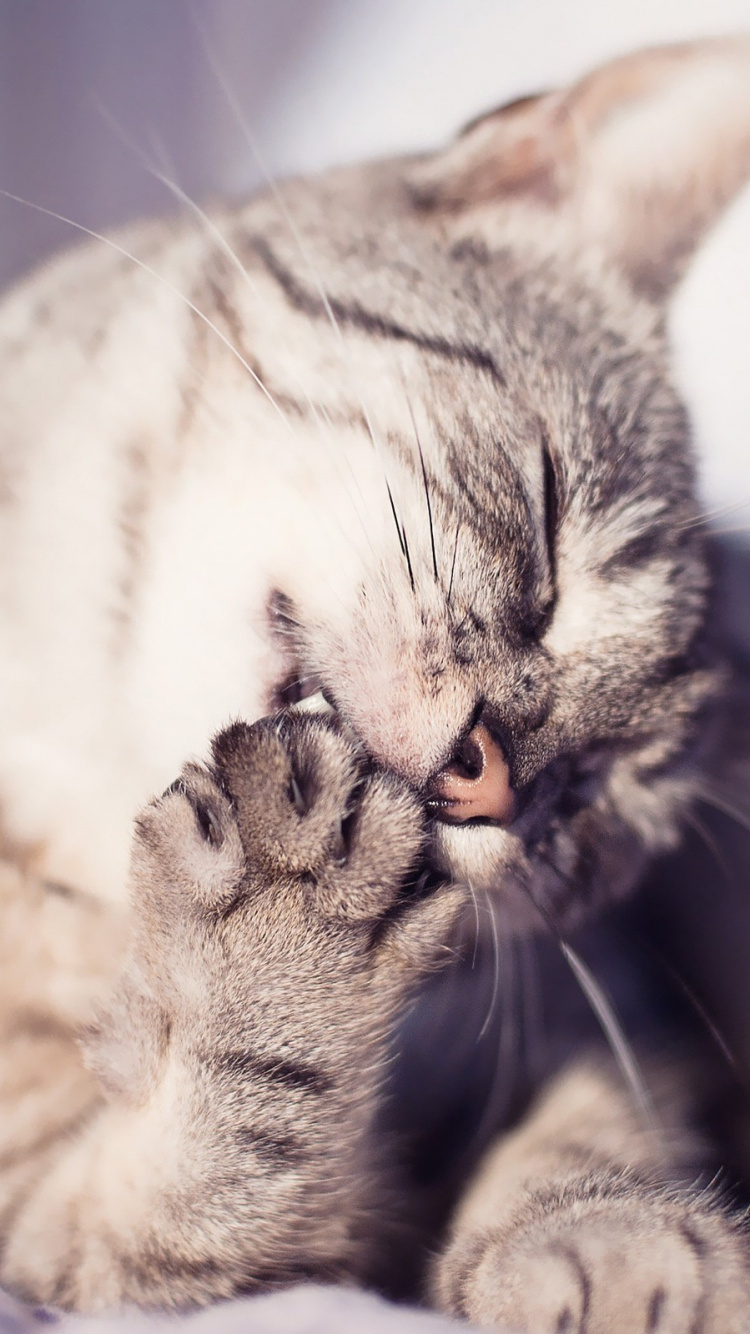 Grau-weiß Getigerte Katze. Wallpaper in 750x1334 Resolution