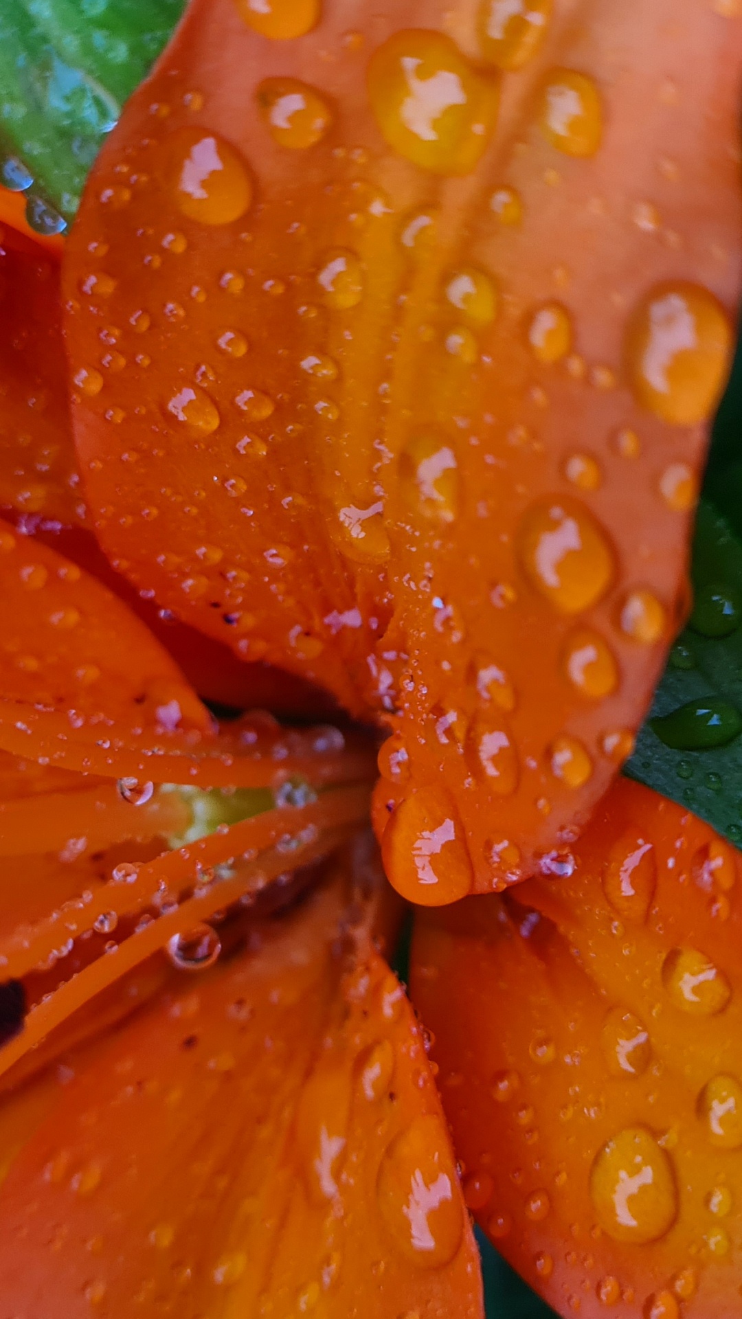 Flora, Plant Stem, Biology, Science, Flower. Wallpaper in 1080x1920 Resolution