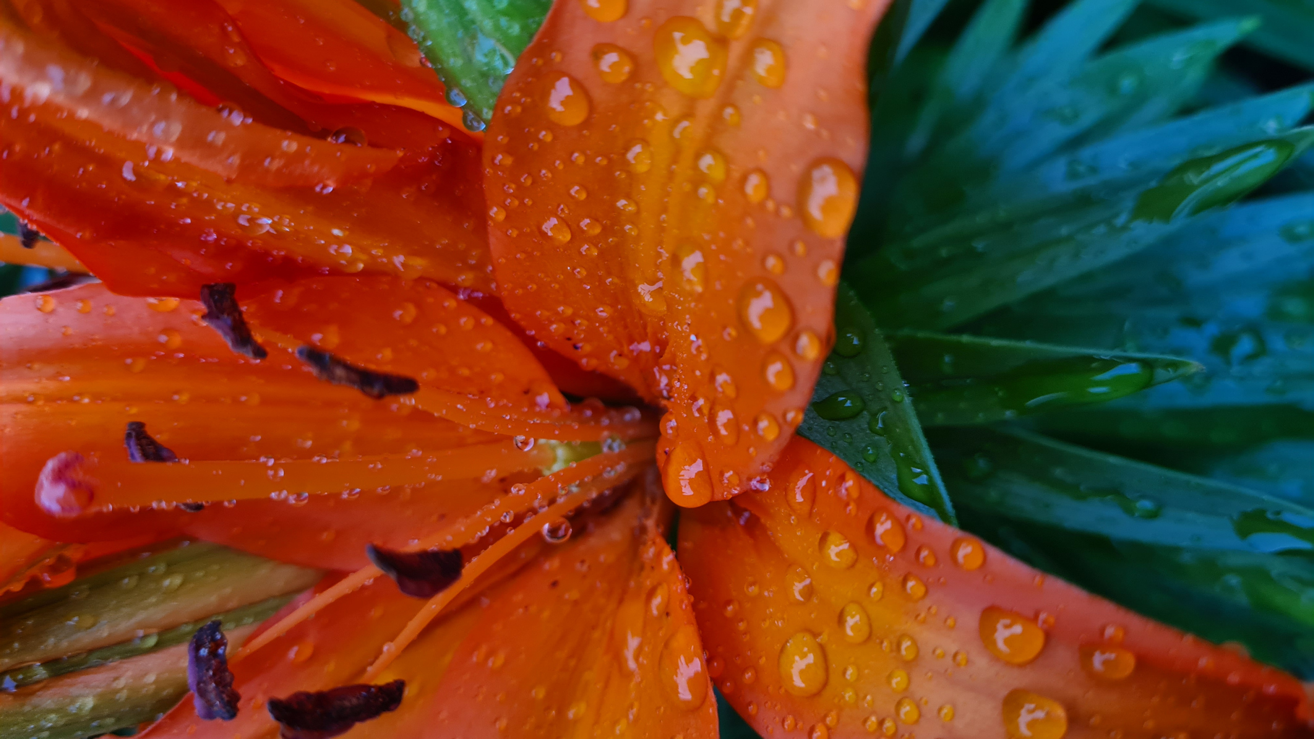 Flora, Tallo de la Planta, Biología, Ciencia, Agua. Wallpaper in 2560x1440 Resolution