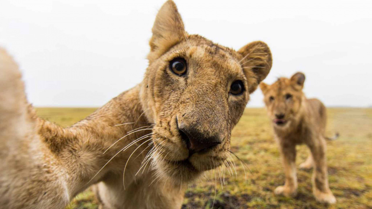 Brown Lioness on Green Grass During Daytime. Wallpaper in 1280x720 Resolution