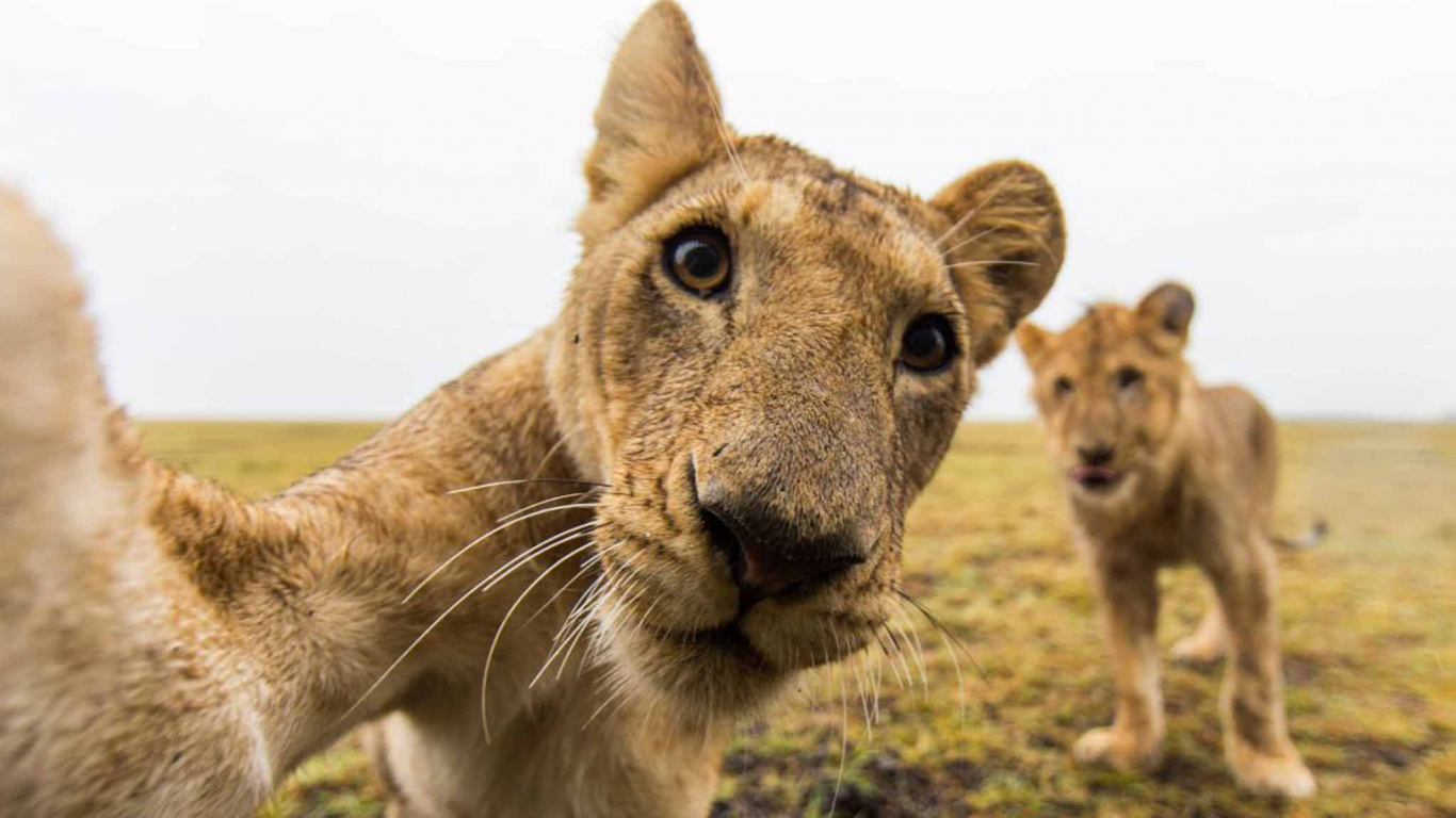 Brown Lioness on Green Grass During Daytime. Wallpaper in 1366x768 Resolution
