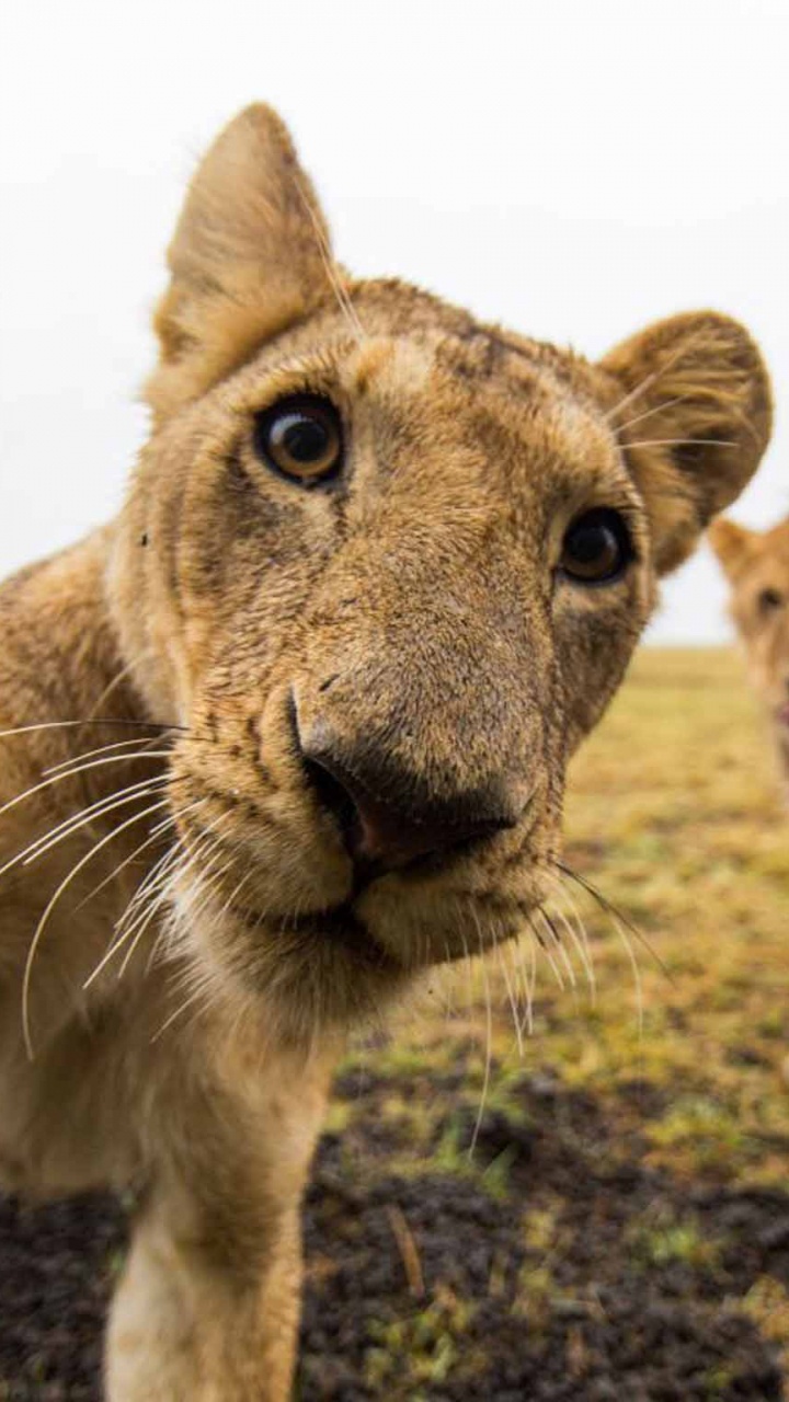Brown Lioness on Green Grass During Daytime. Wallpaper in 720x1280 Resolution