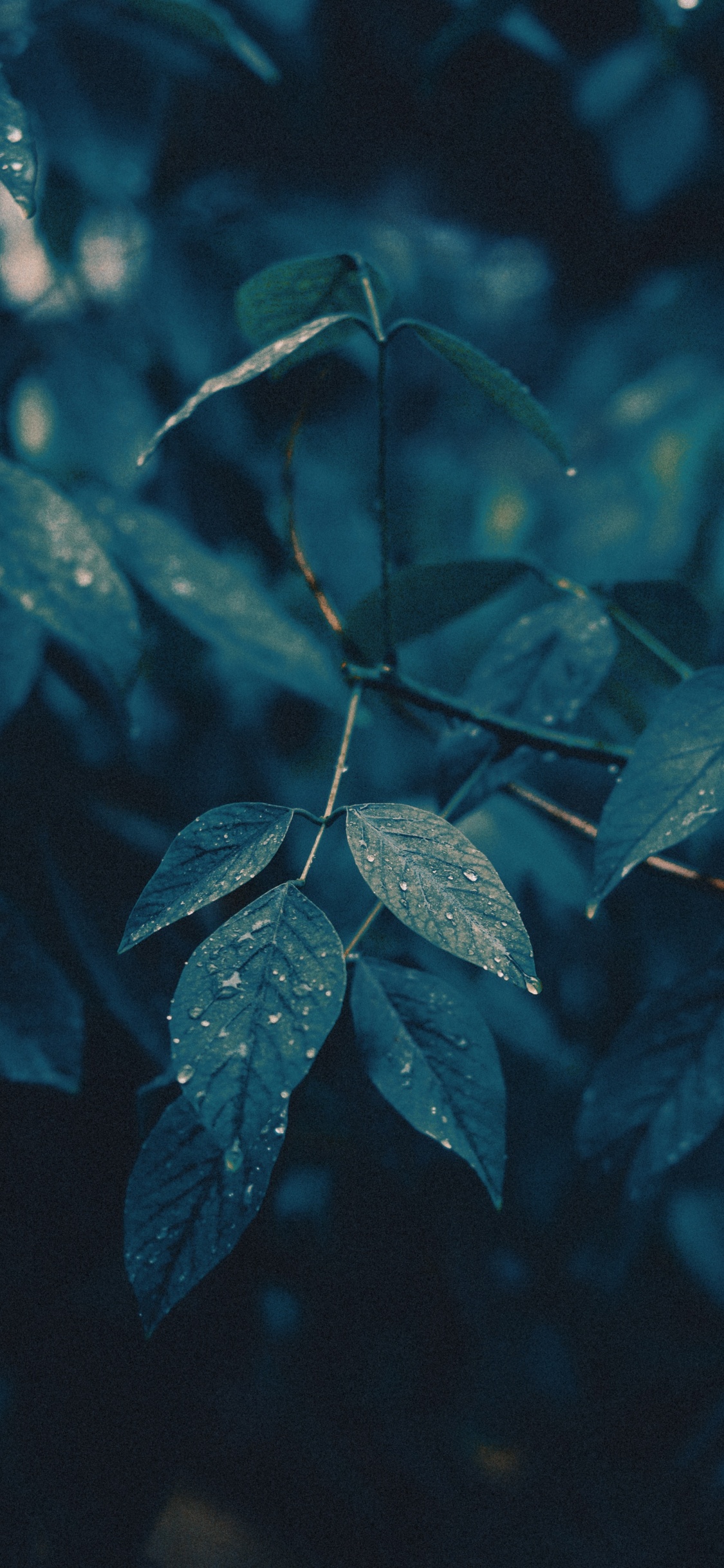 Branch, Leaf, Water, Green, Blue. Wallpaper in 1125x2436 Resolution