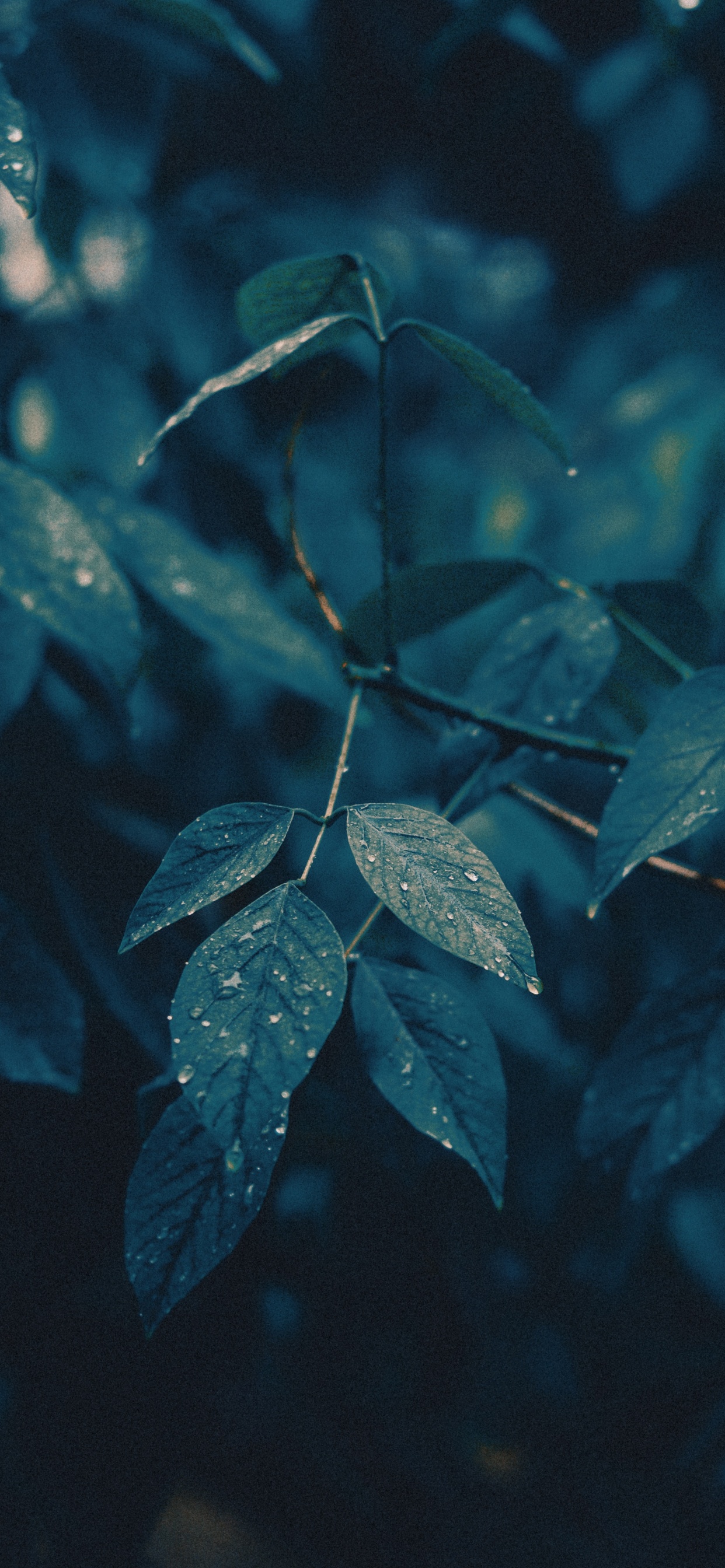 Branch, Leaf, Water, Green, Blue. Wallpaper in 1242x2688 Resolution