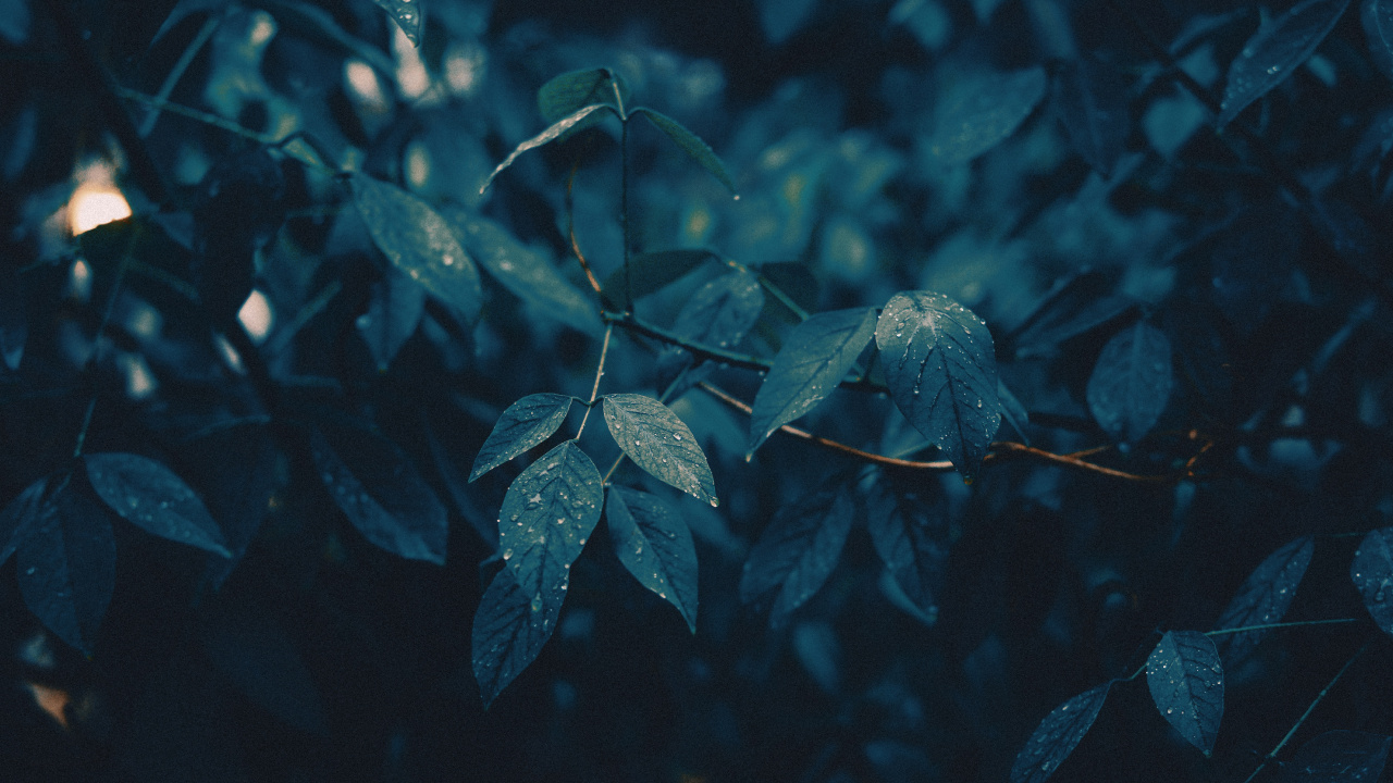 Branch, Leaf, Water, Green, Blue. Wallpaper in 1280x720 Resolution