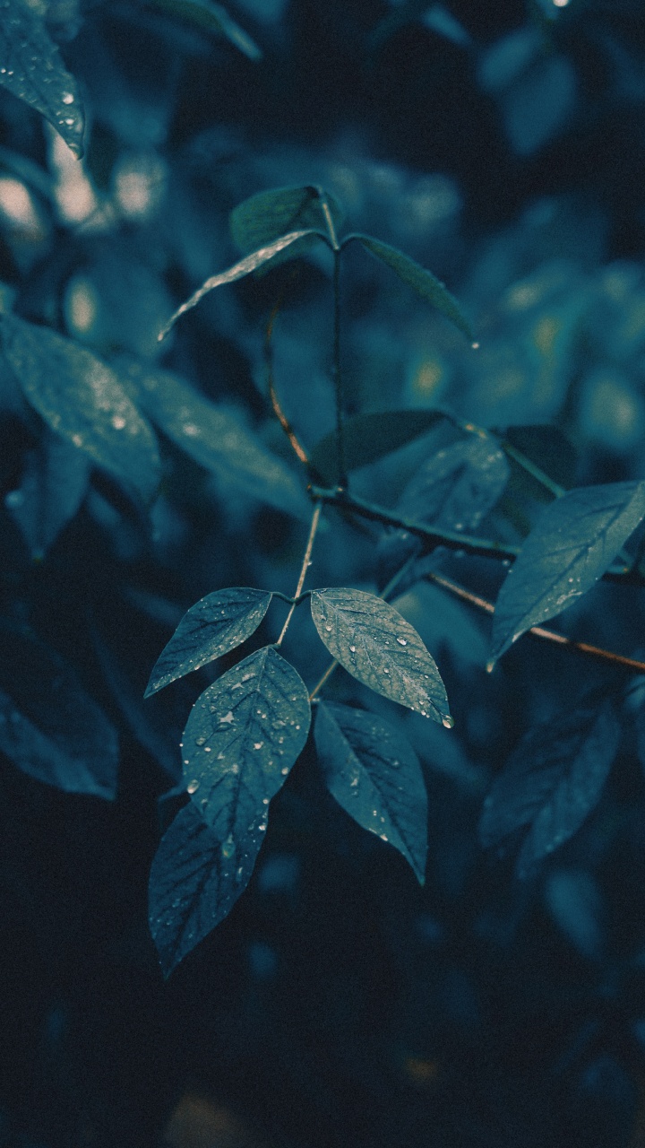 Branch, Leaf, Water, Green, Blue. Wallpaper in 720x1280 Resolution