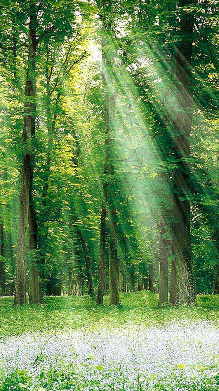 Árboles Verdes en el Campo de Flores Blancas Durante el Día. Wallpaper in 750x1334 Resolution