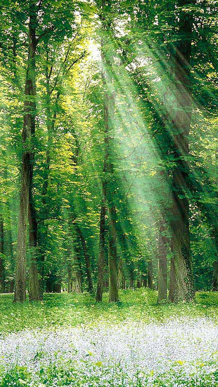 Green Trees on White Flower Field During Daytime. Wallpaper in 720x1280 Resolution