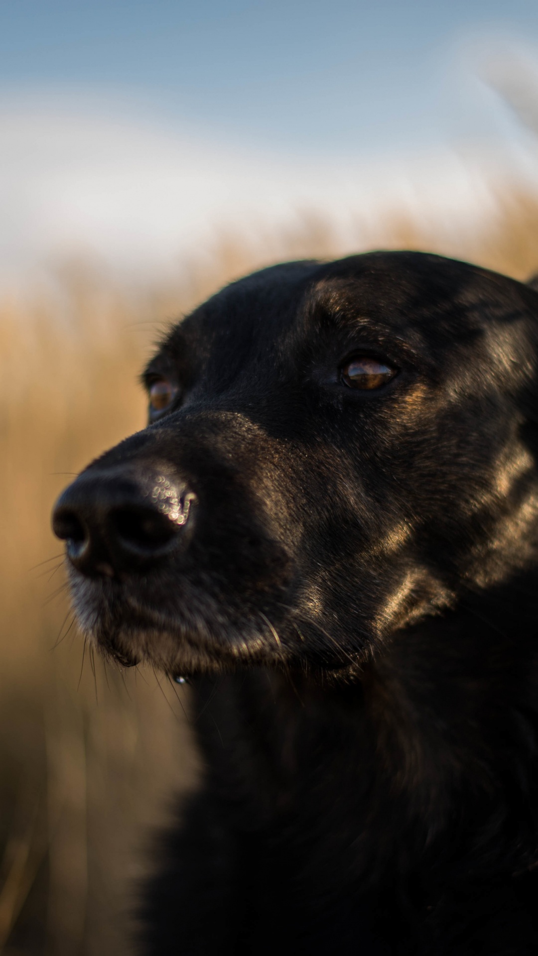 Labrador Retriever Negro Sobre Campo de Hierba Marrón Durante el Día. Wallpaper in 1080x1920 Resolution