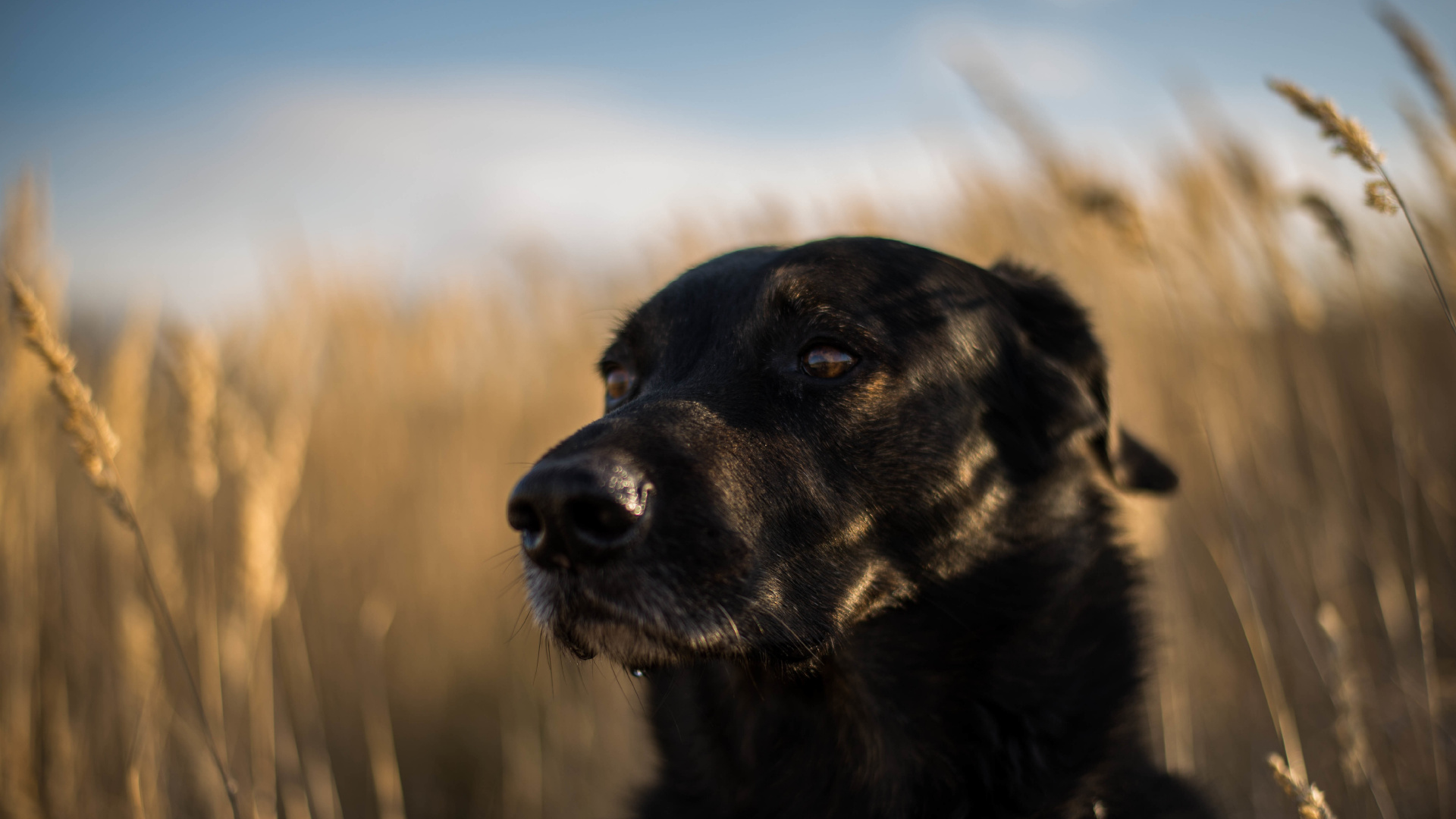 Labrador Retriever Negro Sobre Campo de Hierba Marrón Durante el Día. Wallpaper in 1920x1080 Resolution