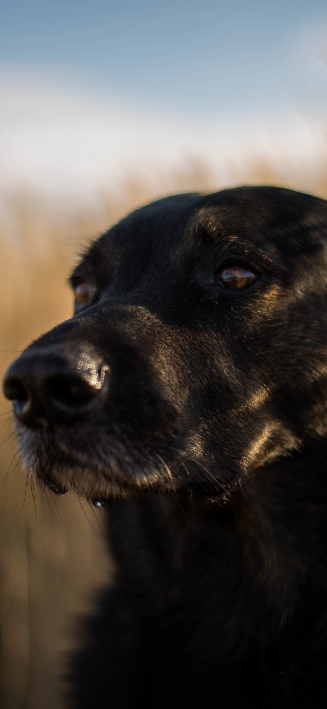 Schwarzer Labrador Retriever Auf Brauner Wiese Tagsüber. Wallpaper in 1125x2436 Resolution