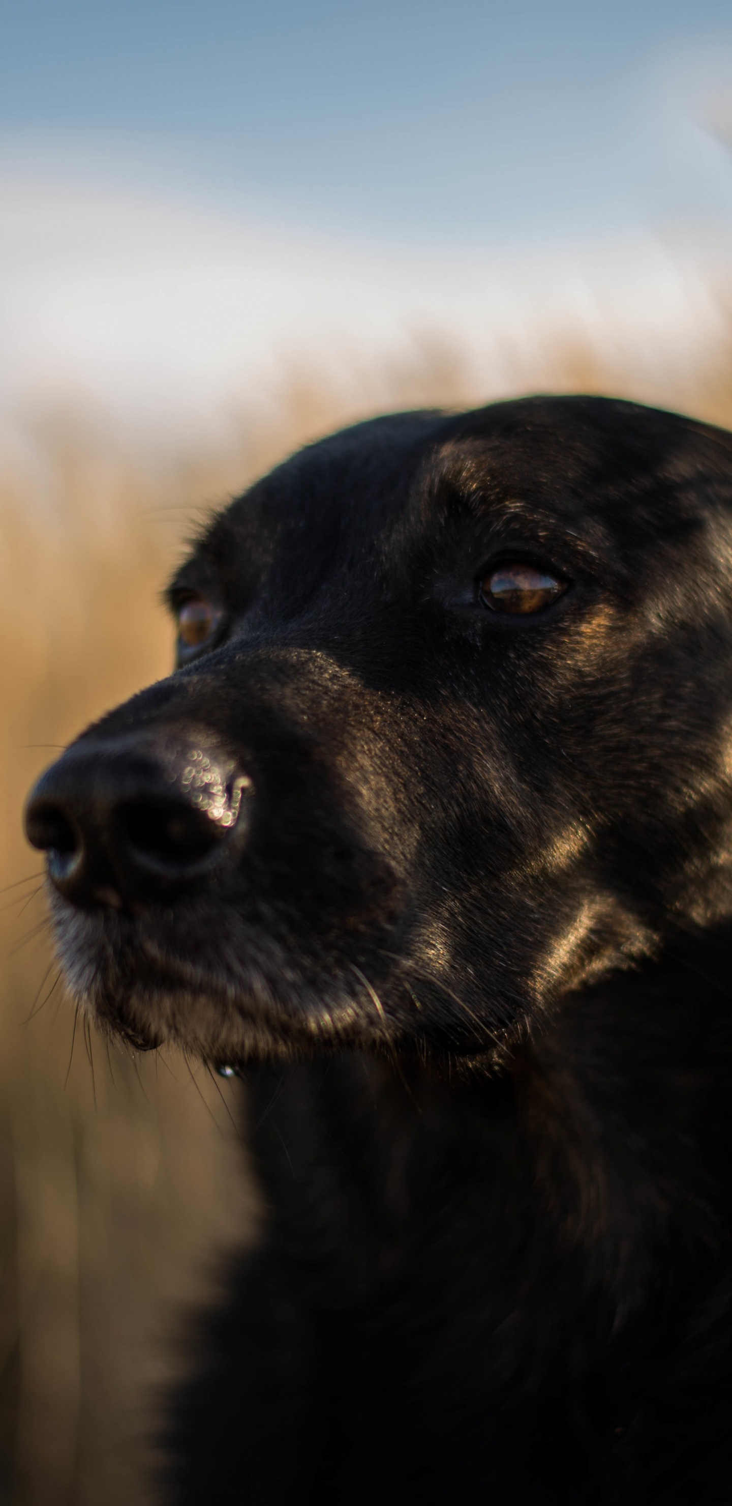 Schwarzer Labrador Retriever Auf Brauner Wiese Tagsüber. Wallpaper in 1440x2960 Resolution