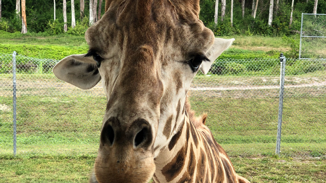 Giraffe, Los Animales Terrestres, Ciencia, Naturaleza, Entorno Natural. Wallpaper in 1280x720 Resolution