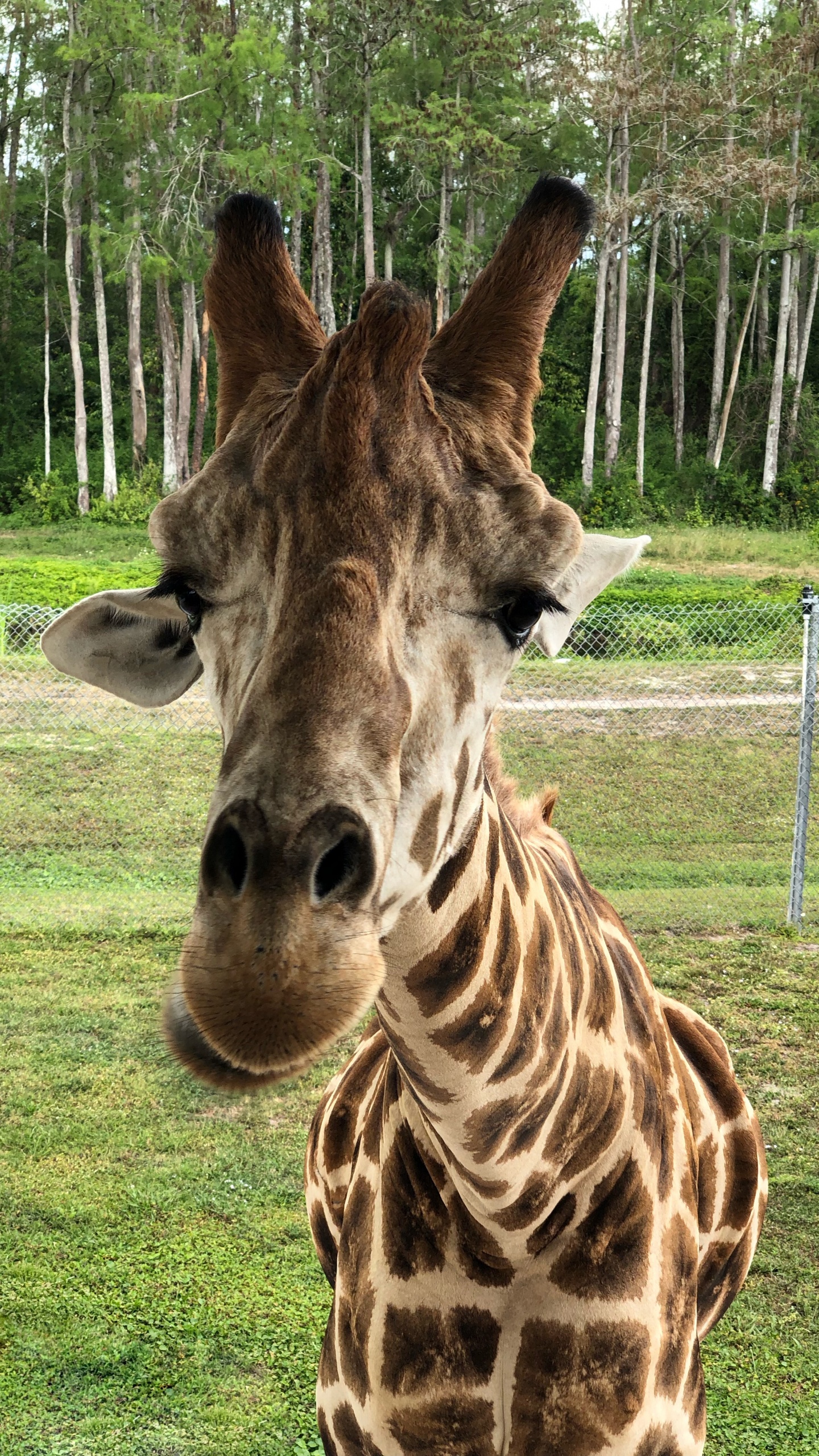 Giraffe, Los Animales Terrestres, Ciencia, Naturaleza, Entorno Natural. Wallpaper in 1440x2560 Resolution