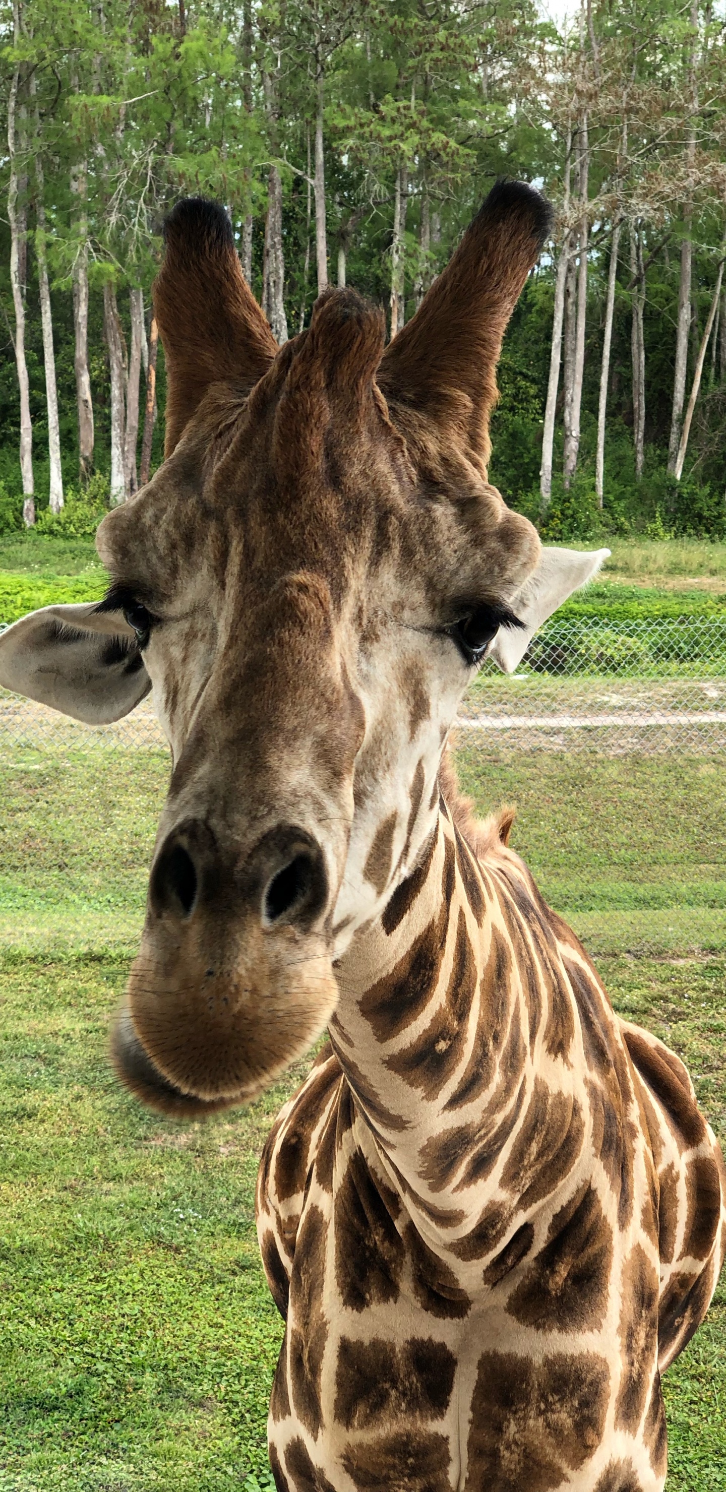 Giraffe, Los Animales Terrestres, Ciencia, Naturaleza, Entorno Natural. Wallpaper in 1440x2960 Resolution