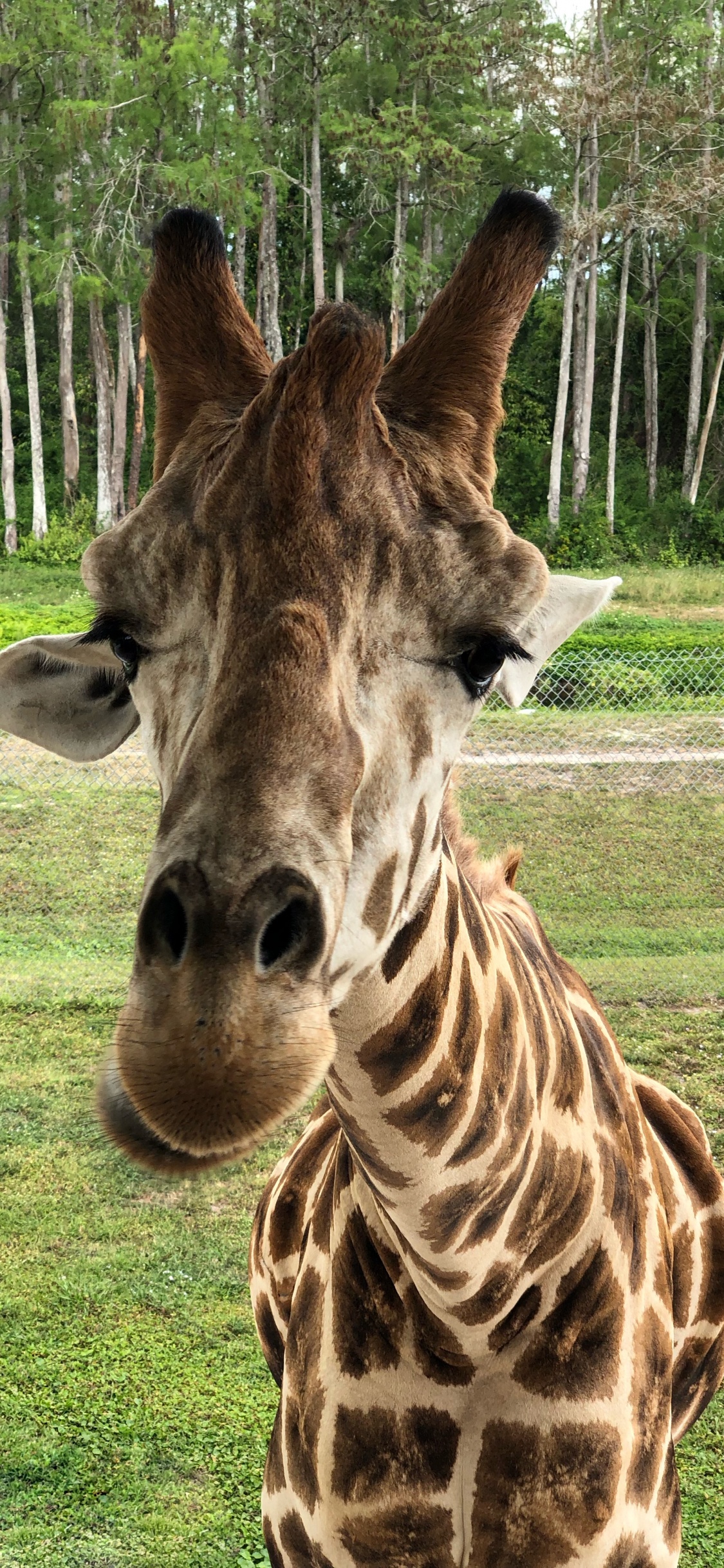 Giraffe, Terrestrische Tier, Wissenschaft, Natur, Natürlichen Umgebung. Wallpaper in 1125x2436 Resolution