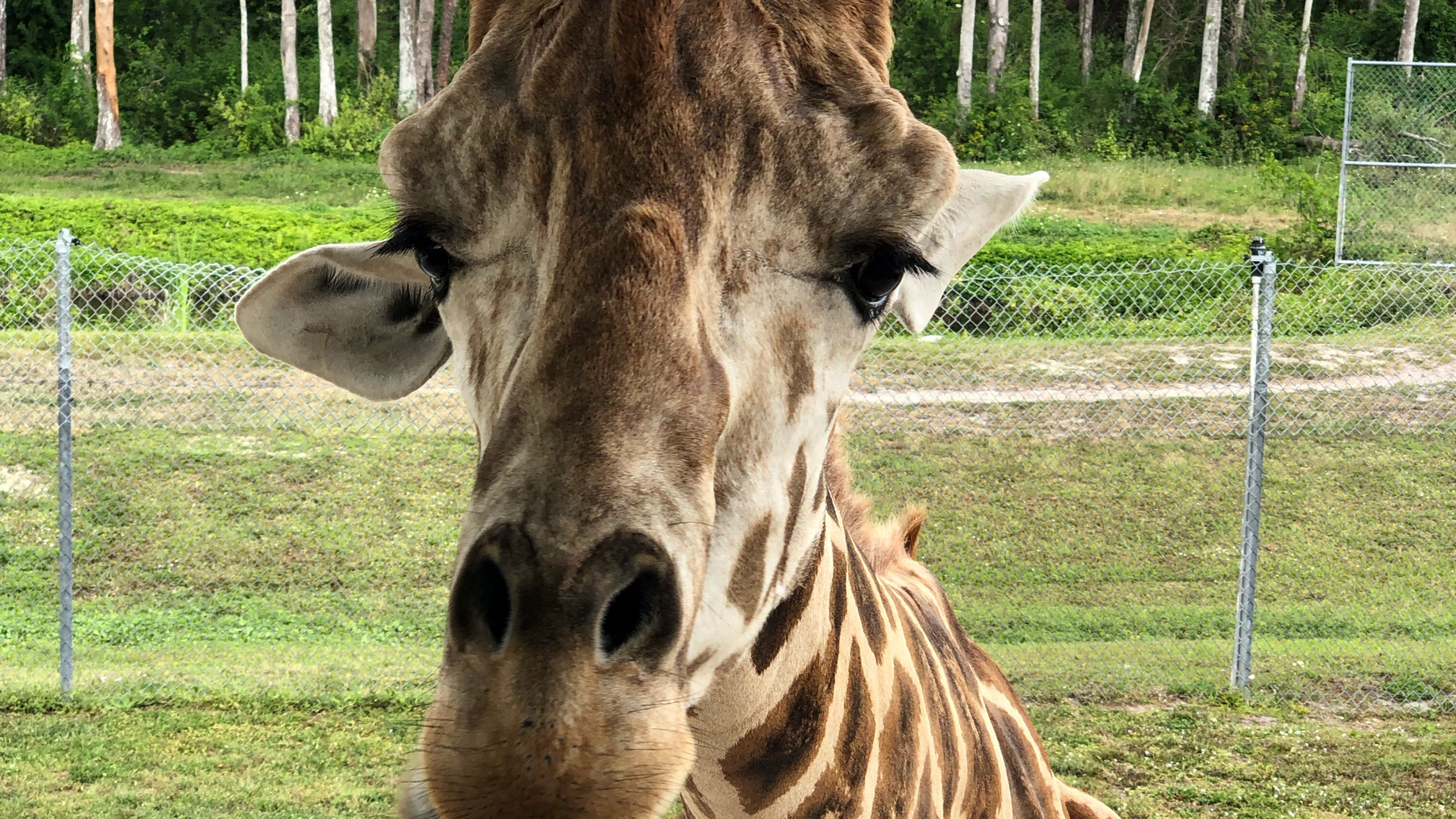 Giraffe, Terrestrische Tier, Wissenschaft, Natur, Natürlichen Umgebung. Wallpaper in 1920x1080 Resolution