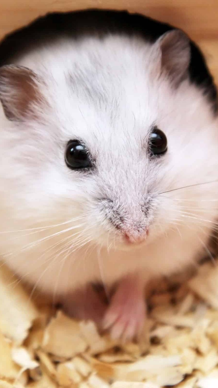 Hamster Blanc et Marron Sur Une Table en Bois Marron. Wallpaper in 720x1280 Resolution