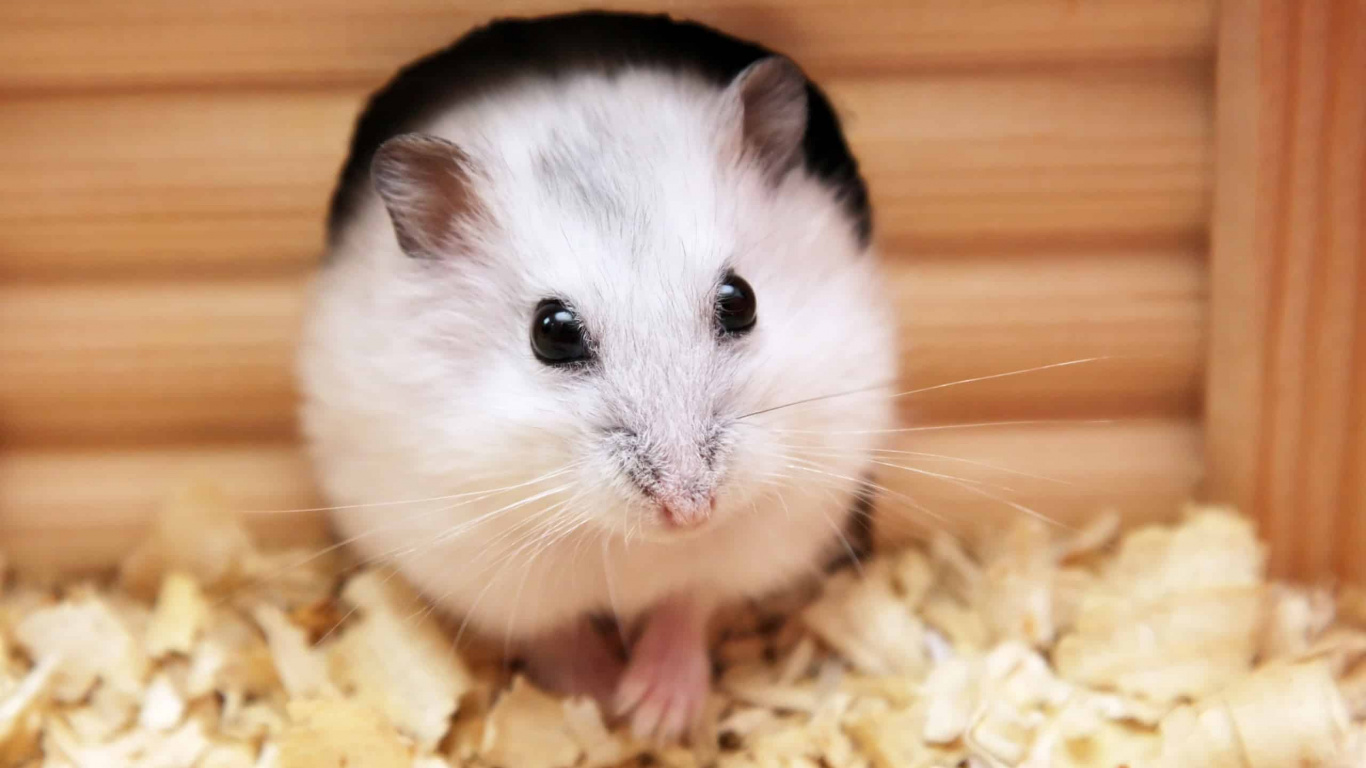 White and Brown Hamster on Brown Wooden Table. Wallpaper in 1366x768 Resolution