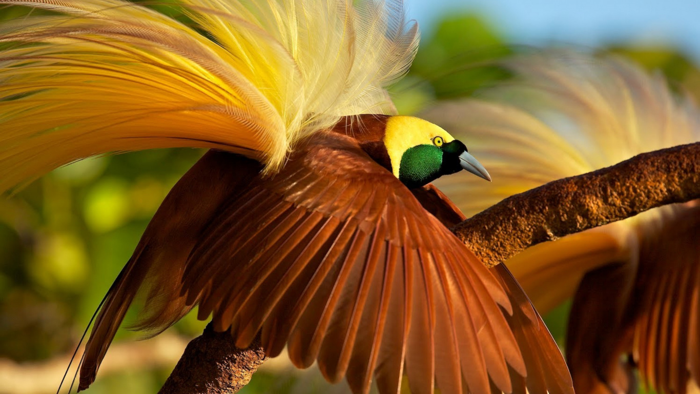 Pájaro Marrón y Verde en la Rama de un Árbol Marrón. Wallpaper in 1366x768 Resolution