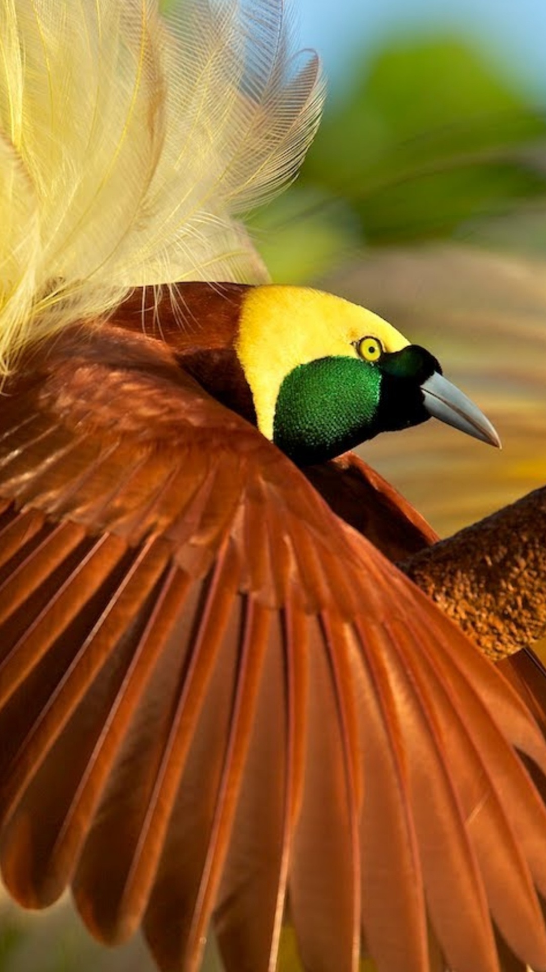 Brauner Und Grüner Vogel Auf Braunem Ast. Wallpaper in 1080x1920 Resolution