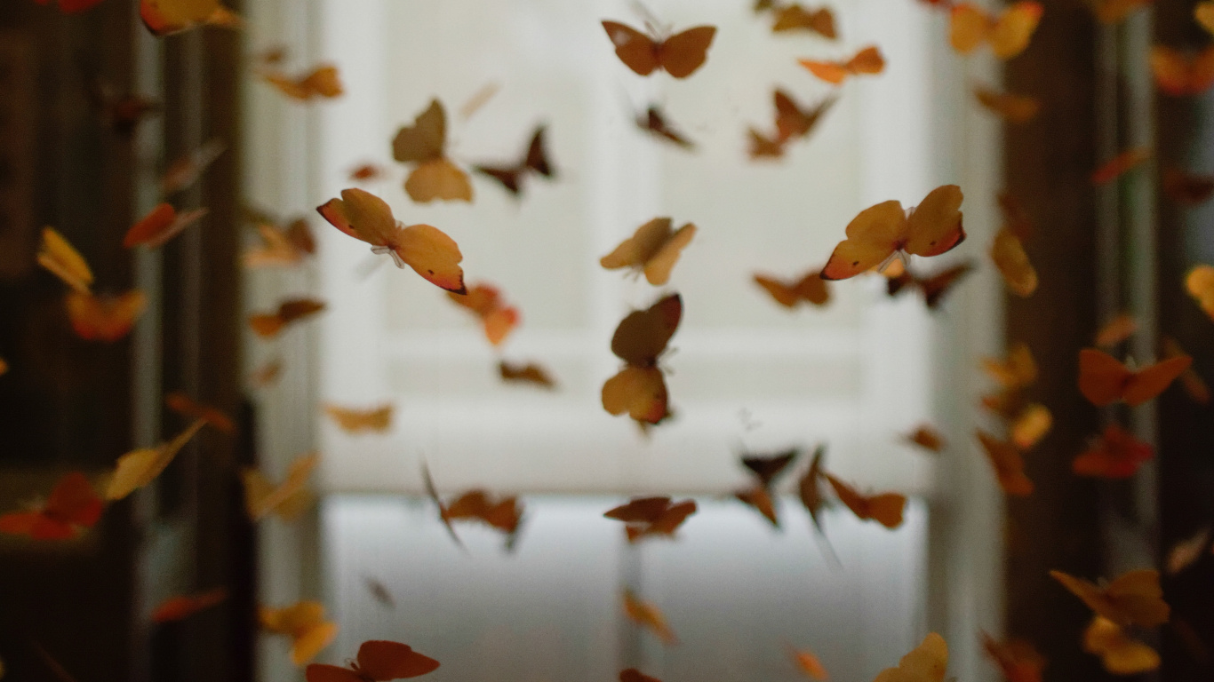 Mariposas Blancas y Marrones en Cortina de Ventana Blanca y Marrón. Wallpaper in 1366x768 Resolution