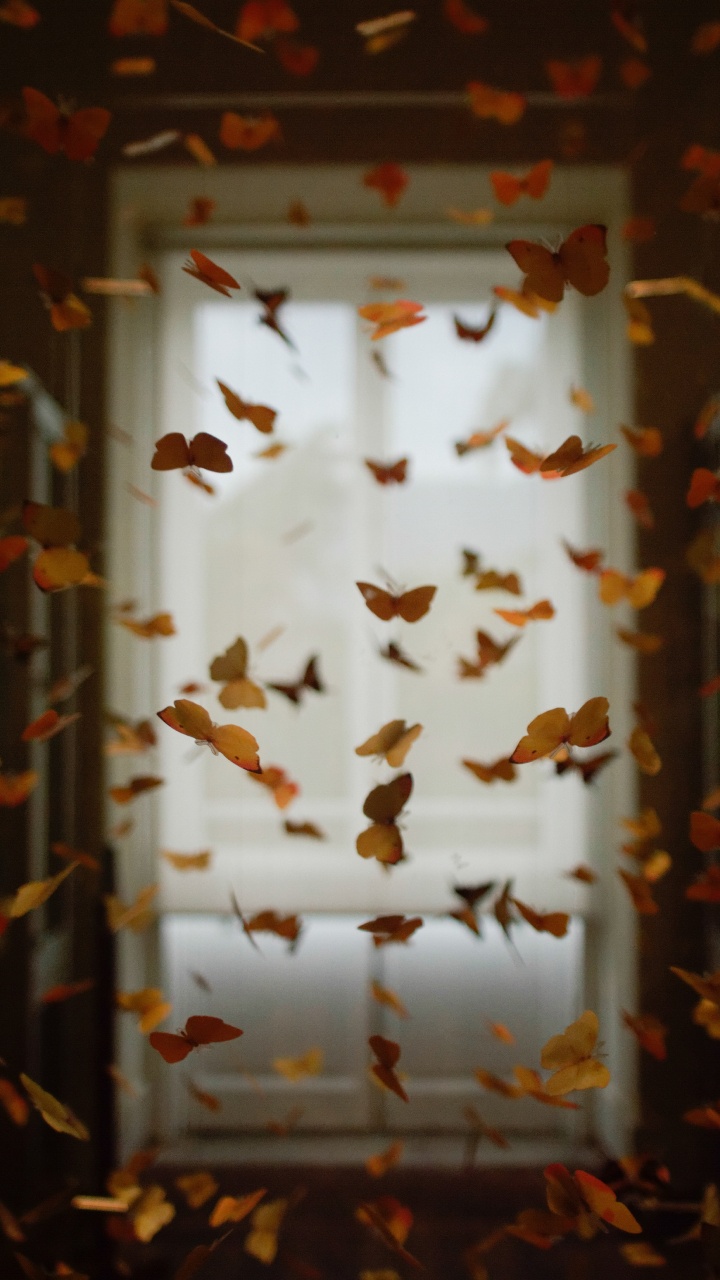 White and Brown Butterflies on White and Brown Window Curtain. Wallpaper in 720x1280 Resolution