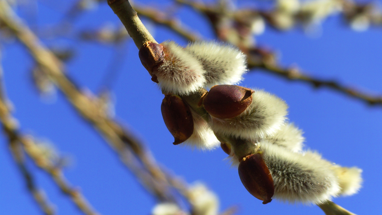 Fruits Ronds Blancs et Bruns Sur Une Branche D'arbre Brun Pendant la Journée. Wallpaper in 1280x720 Resolution