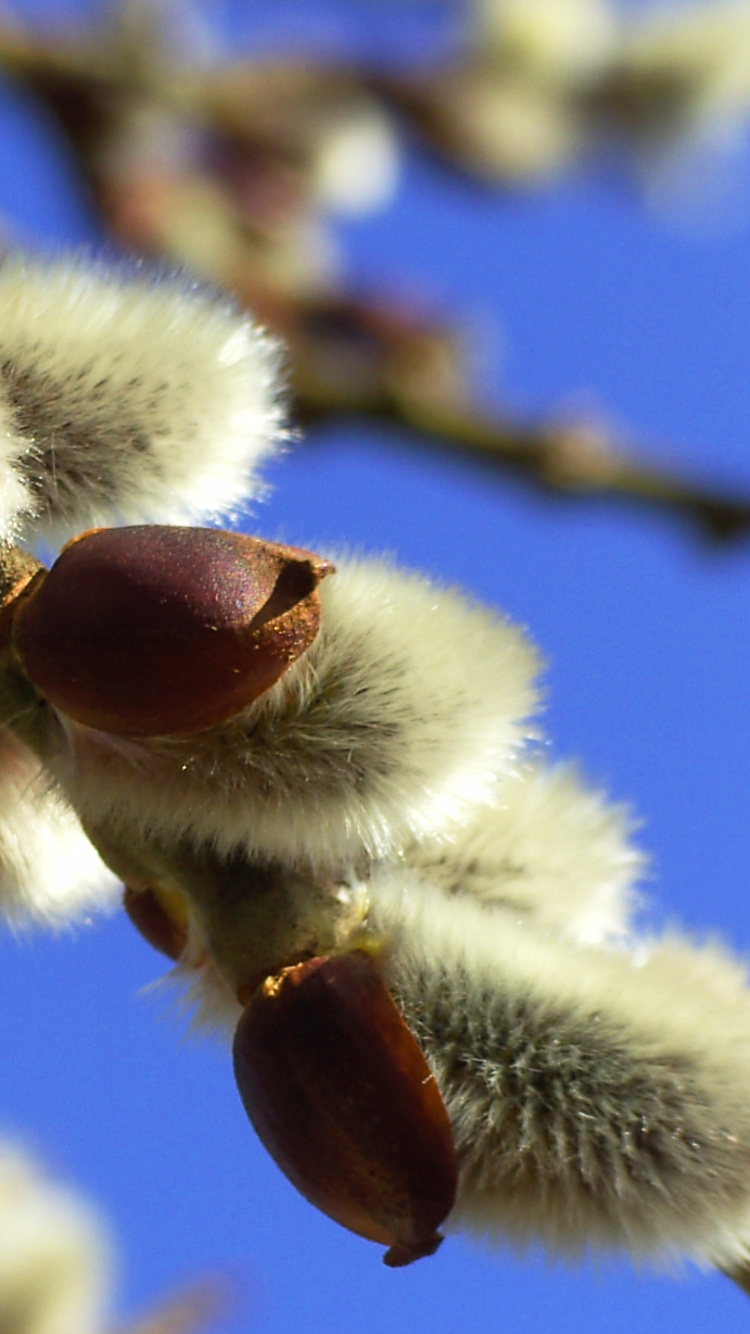 Fruits Ronds Blancs et Bruns Sur Une Branche D'arbre Brun Pendant la Journée. Wallpaper in 750x1334 Resolution