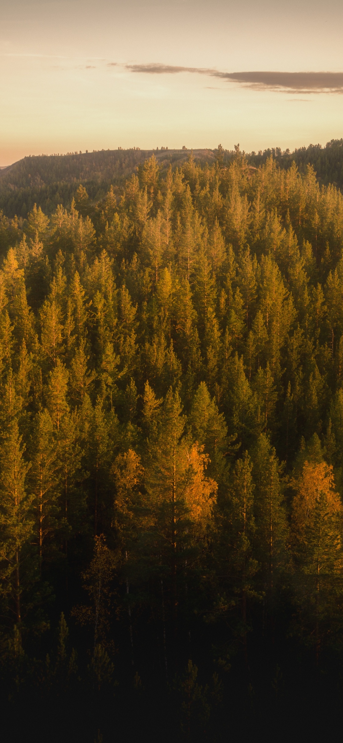 Forêt, Nature, Les Reliefs Montagneux, Environnement Naturel, Matin. Wallpaper in 1125x2436 Resolution