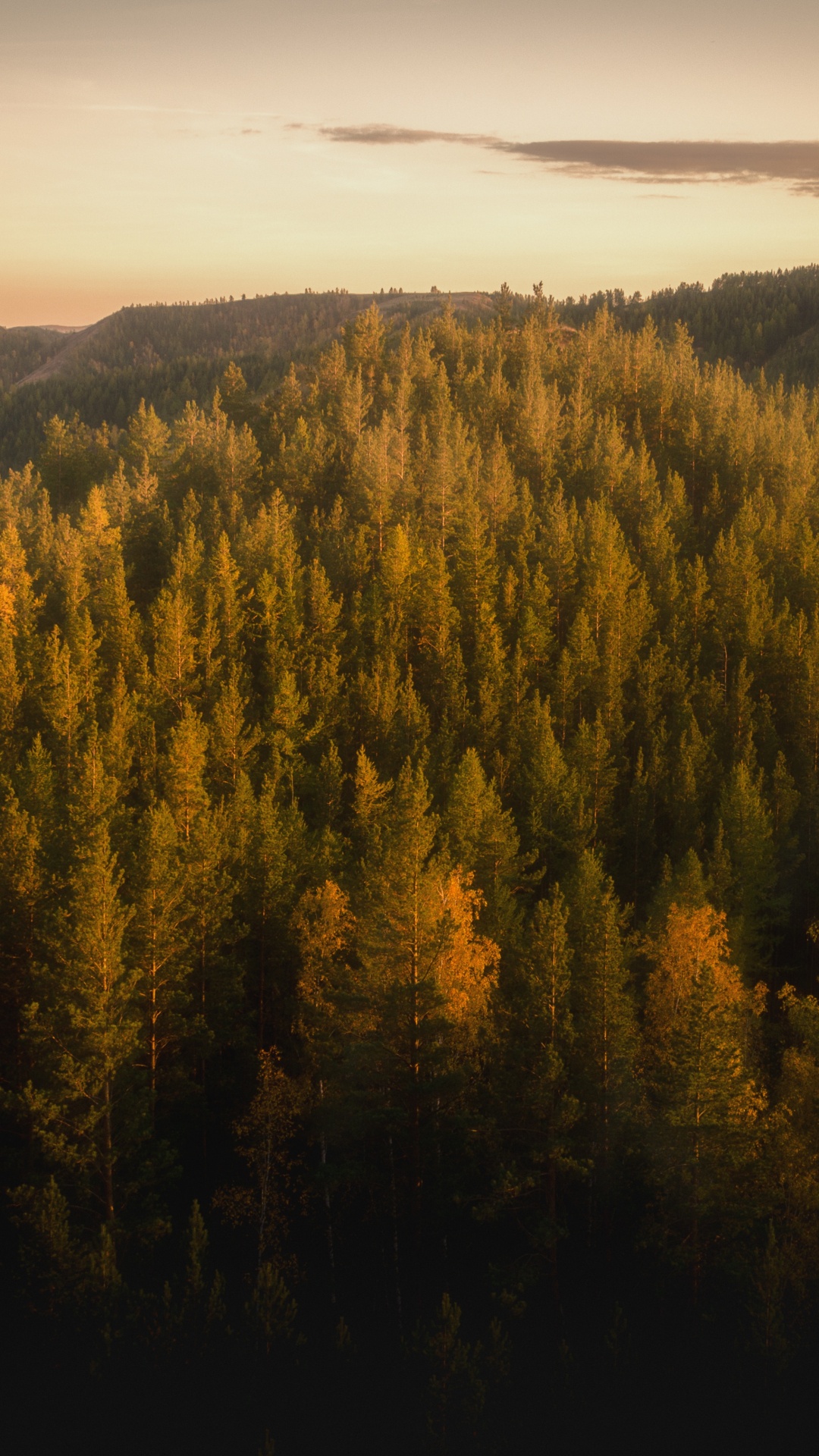 Forest, Tree, Nature, Wilderness, Mountainous Landforms. Wallpaper in 1080x1920 Resolution