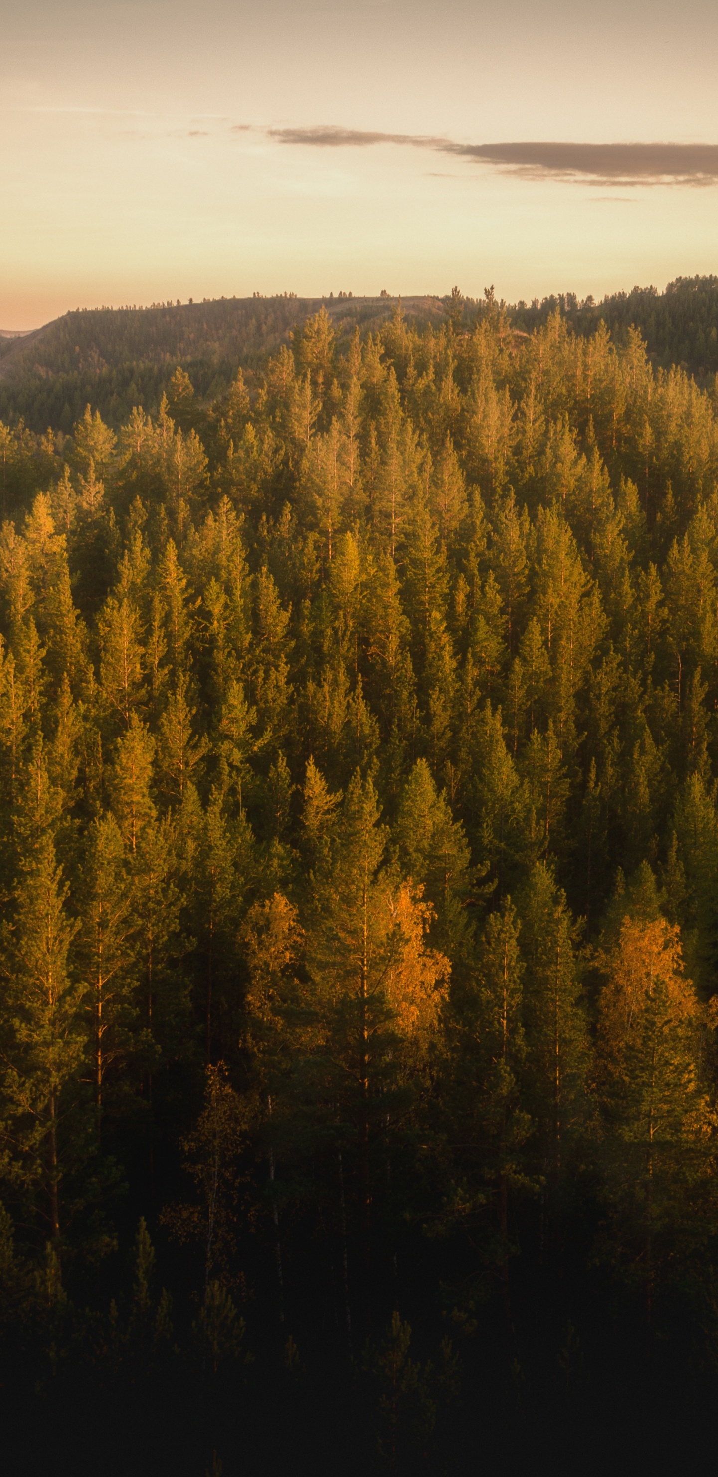 Forest, Tree, Nature, Wilderness, Mountainous Landforms. Wallpaper in 1440x2960 Resolution