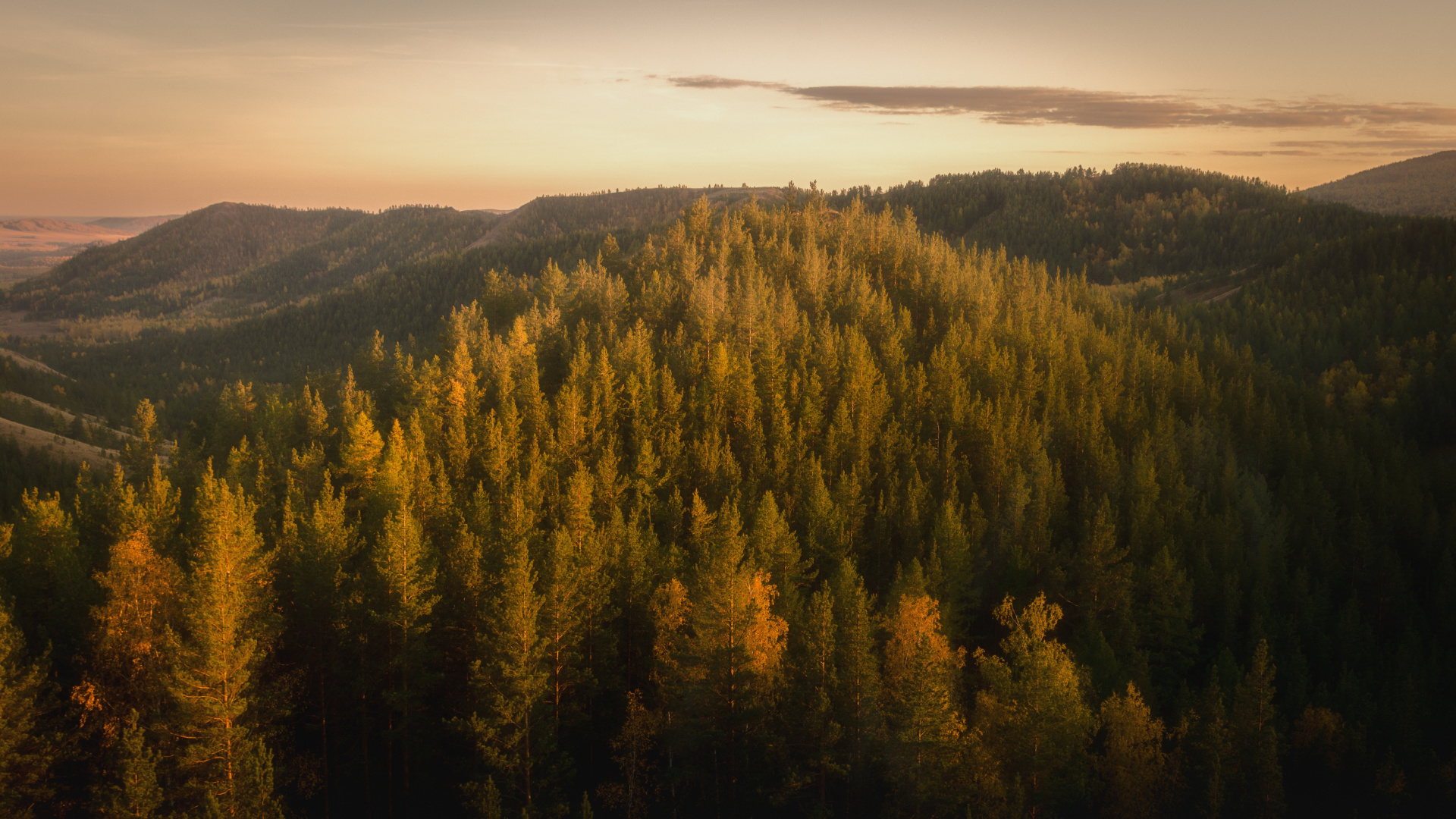 Forest, Tree, Nature, Wilderness, Mountainous Landforms. Wallpaper in 1920x1080 Resolution