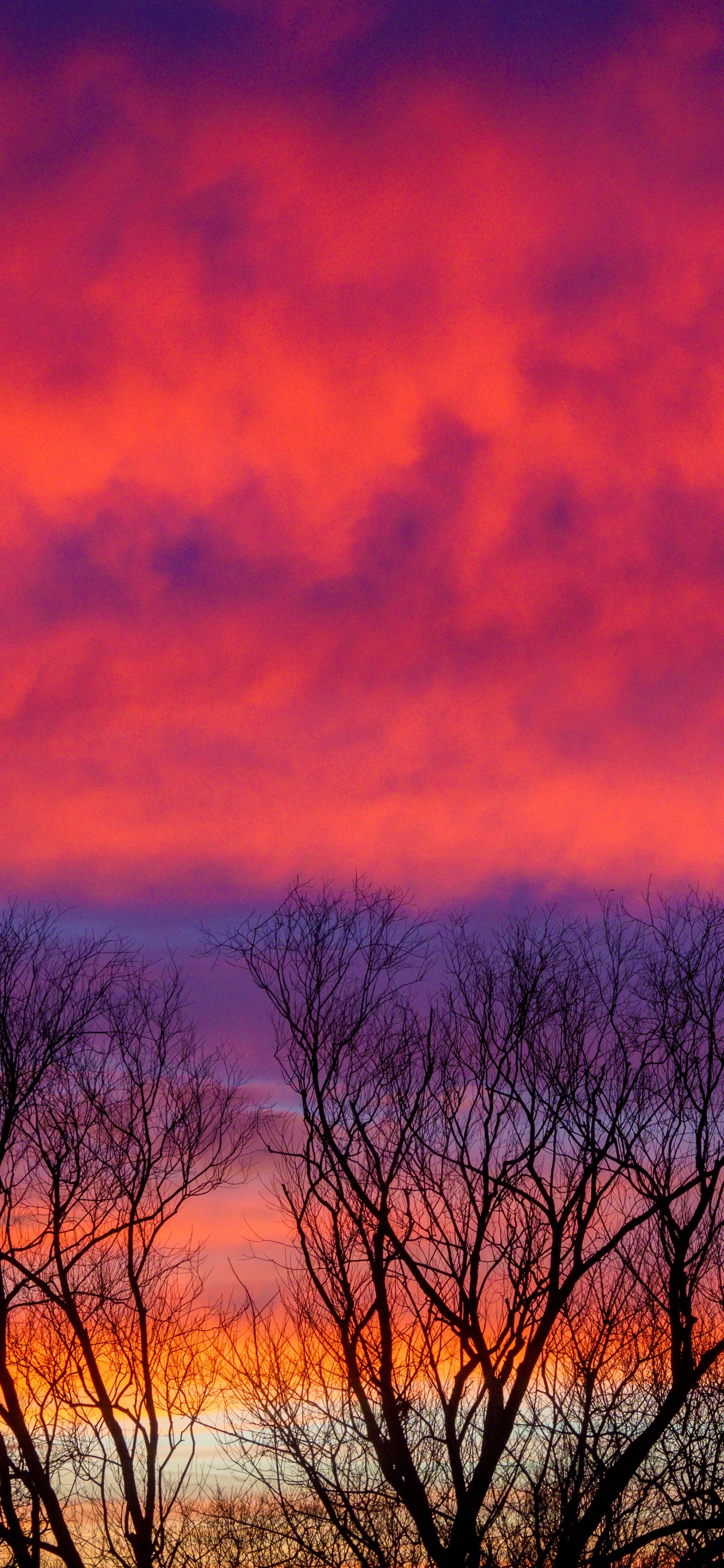 Cloud, Twilight, Tree, Sunrise, Atmosphere. Wallpaper in 1242x2688 Resolution